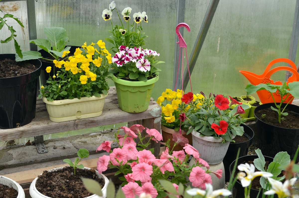 花开满园的阳台阳光四射照耀着