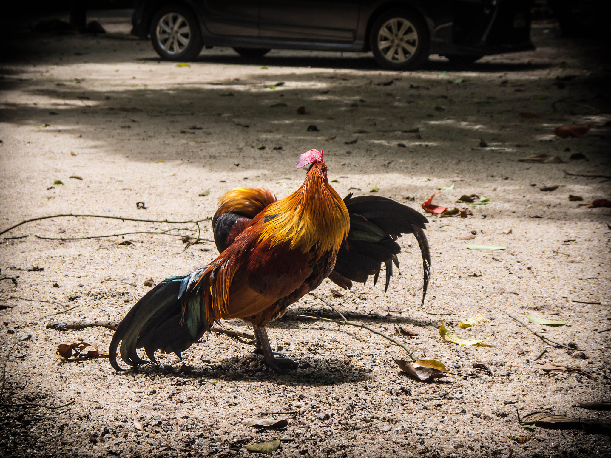chicken folk in rural thailand