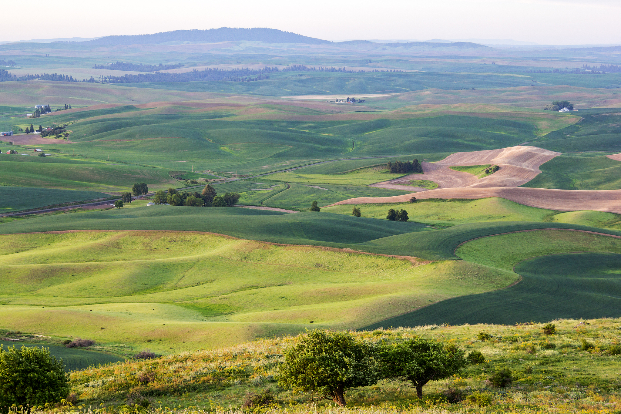 rolling hills with wheat fields in morning hours at palouse, was
