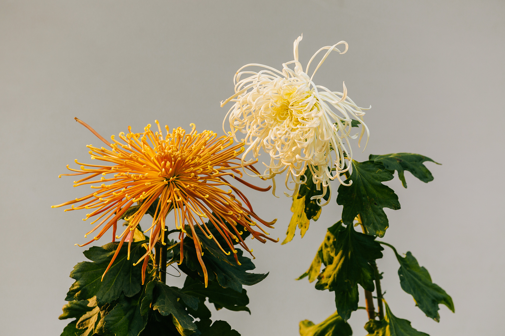 菊之爱：坚强、执着、清雅的爱情之花