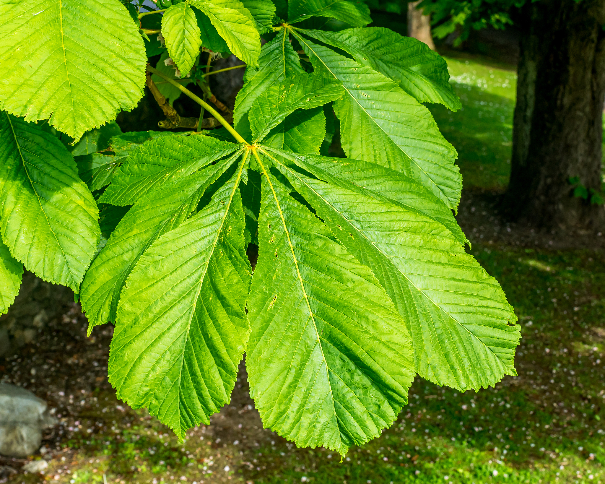 horsechestnut leaves