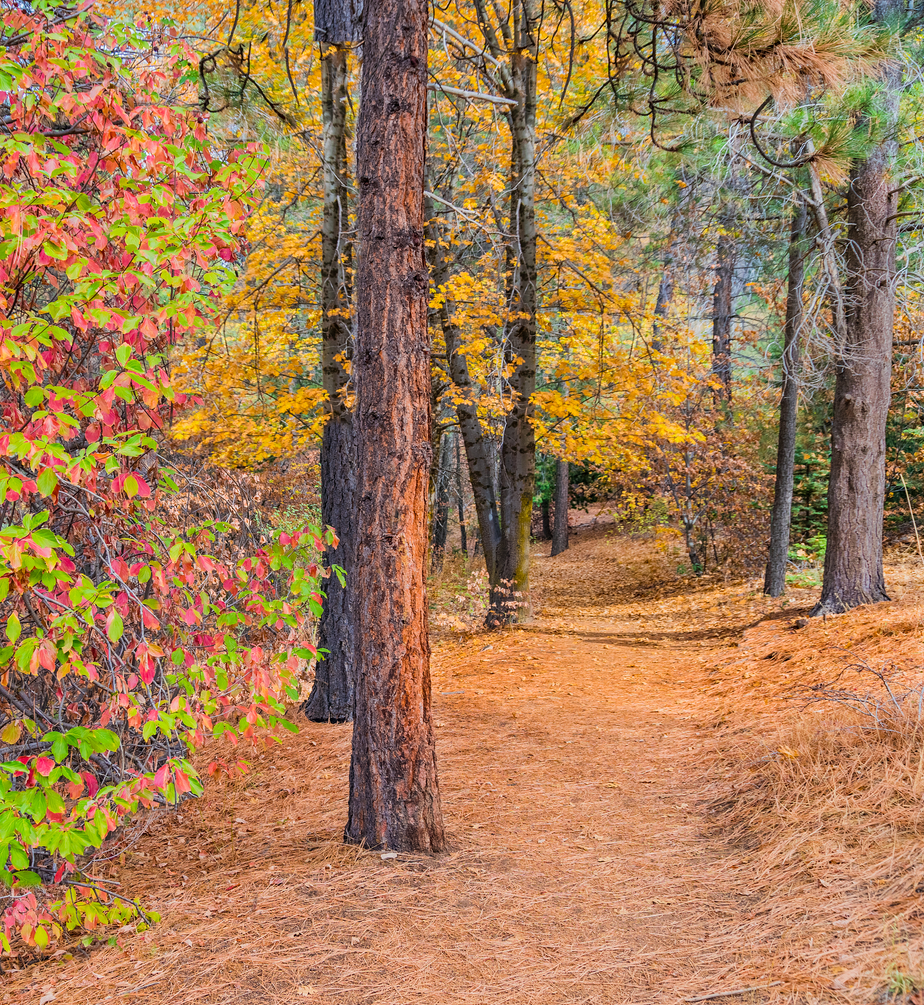 An Ode to Autumn: A Poem in the Style of Keats