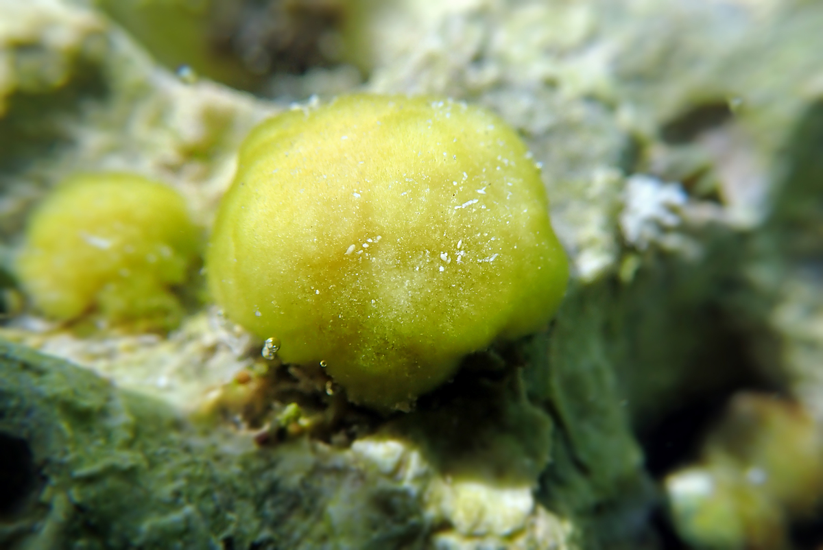 奥赫里德湖特有淡水海绵物种 - ochridaspongia 