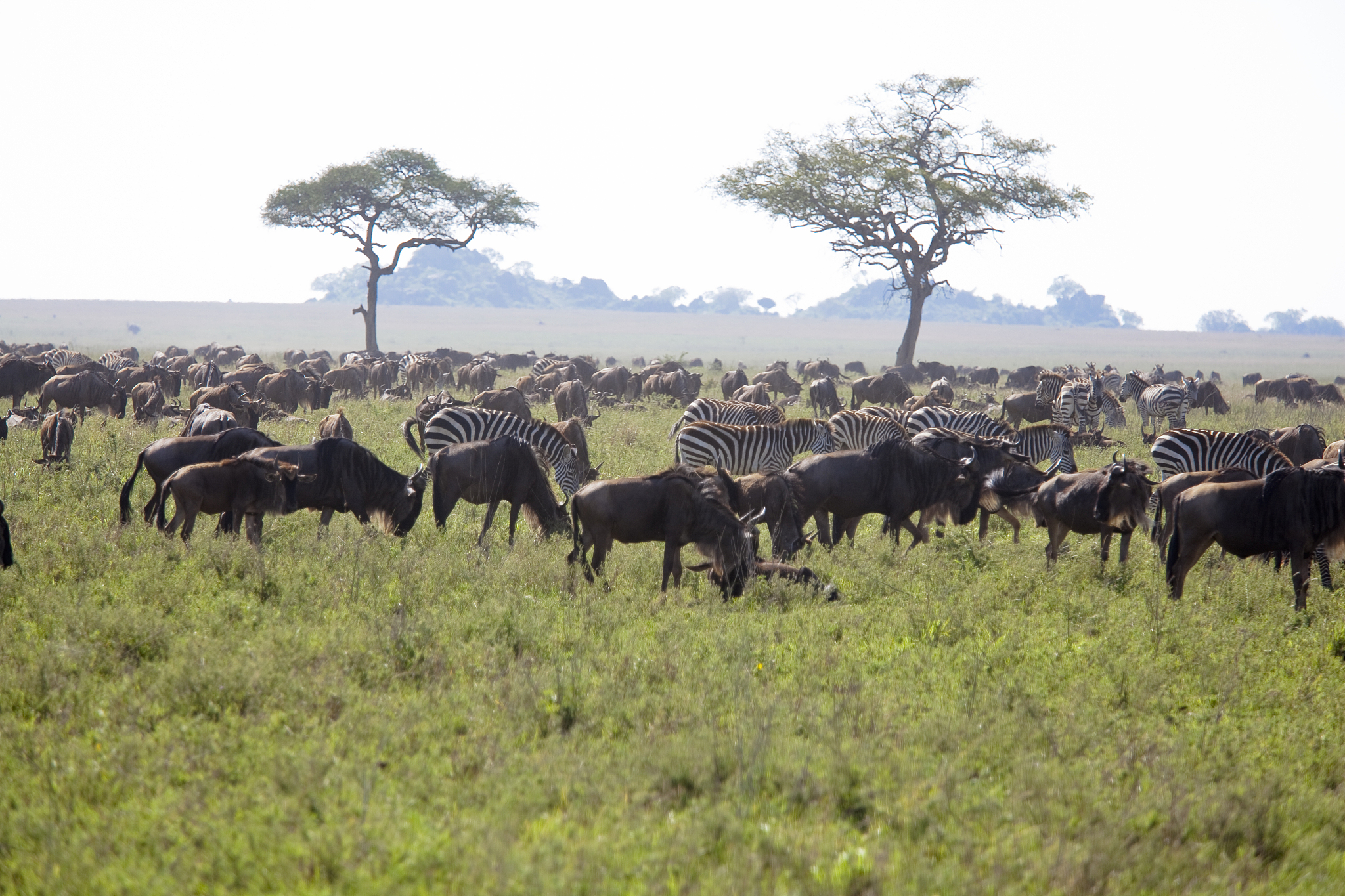 herd of wildebeests tanzania