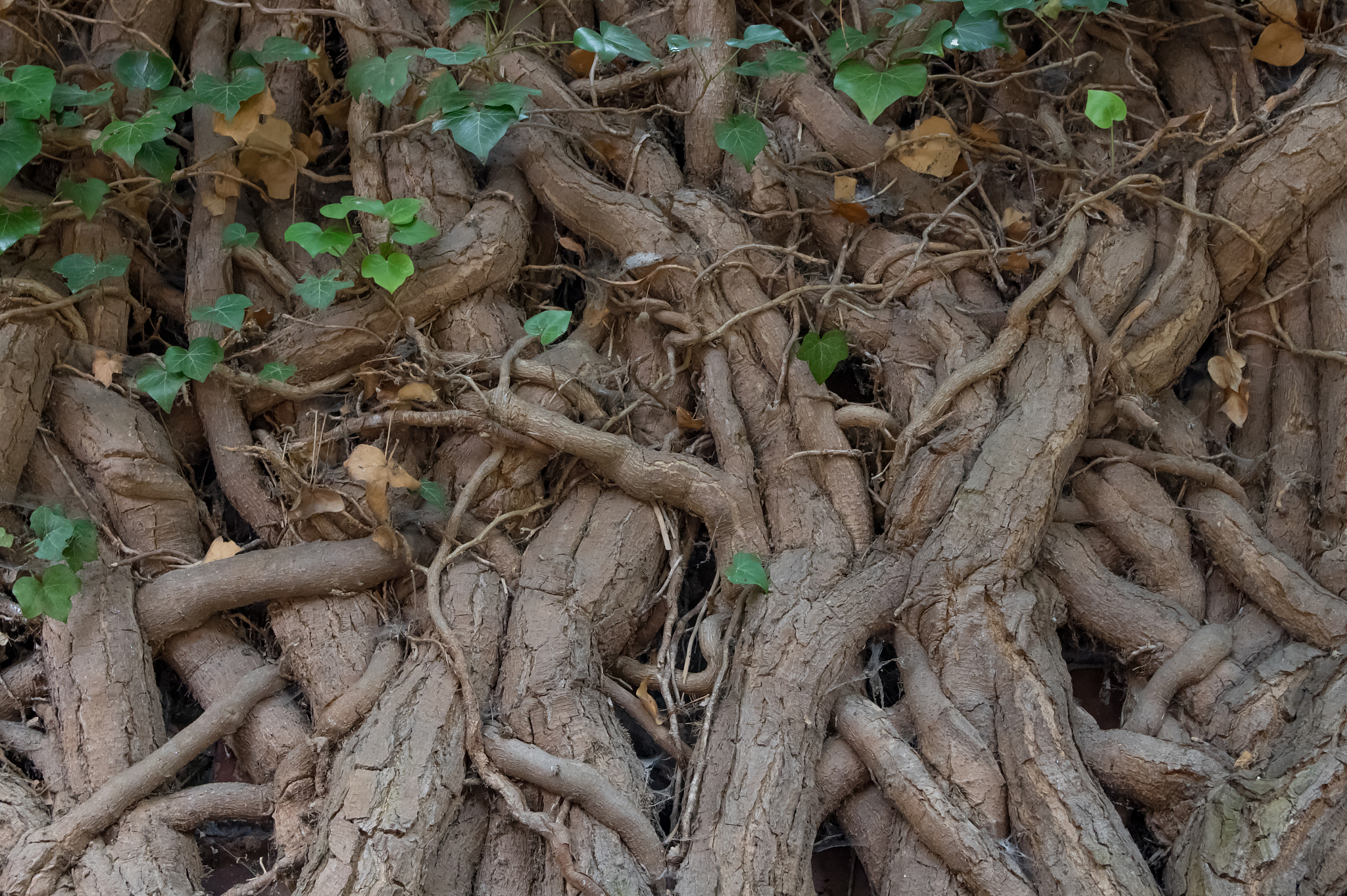 interlacing lianas close-up.