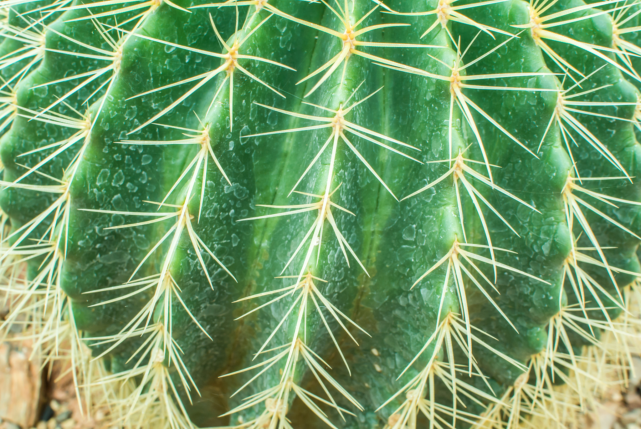 cactus close up