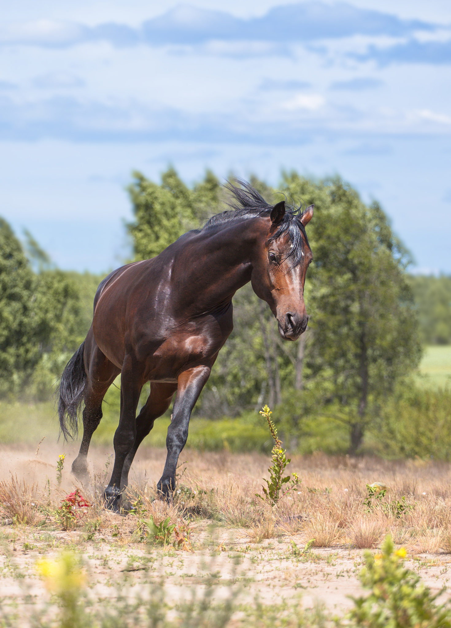 horse