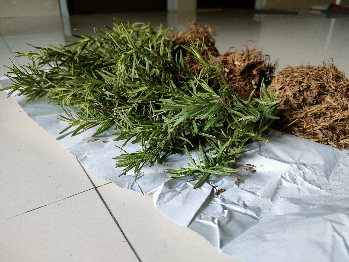 驱蚊植物大全：蚊子最怕的10种花草，赶走蚊虫，安心度夏！