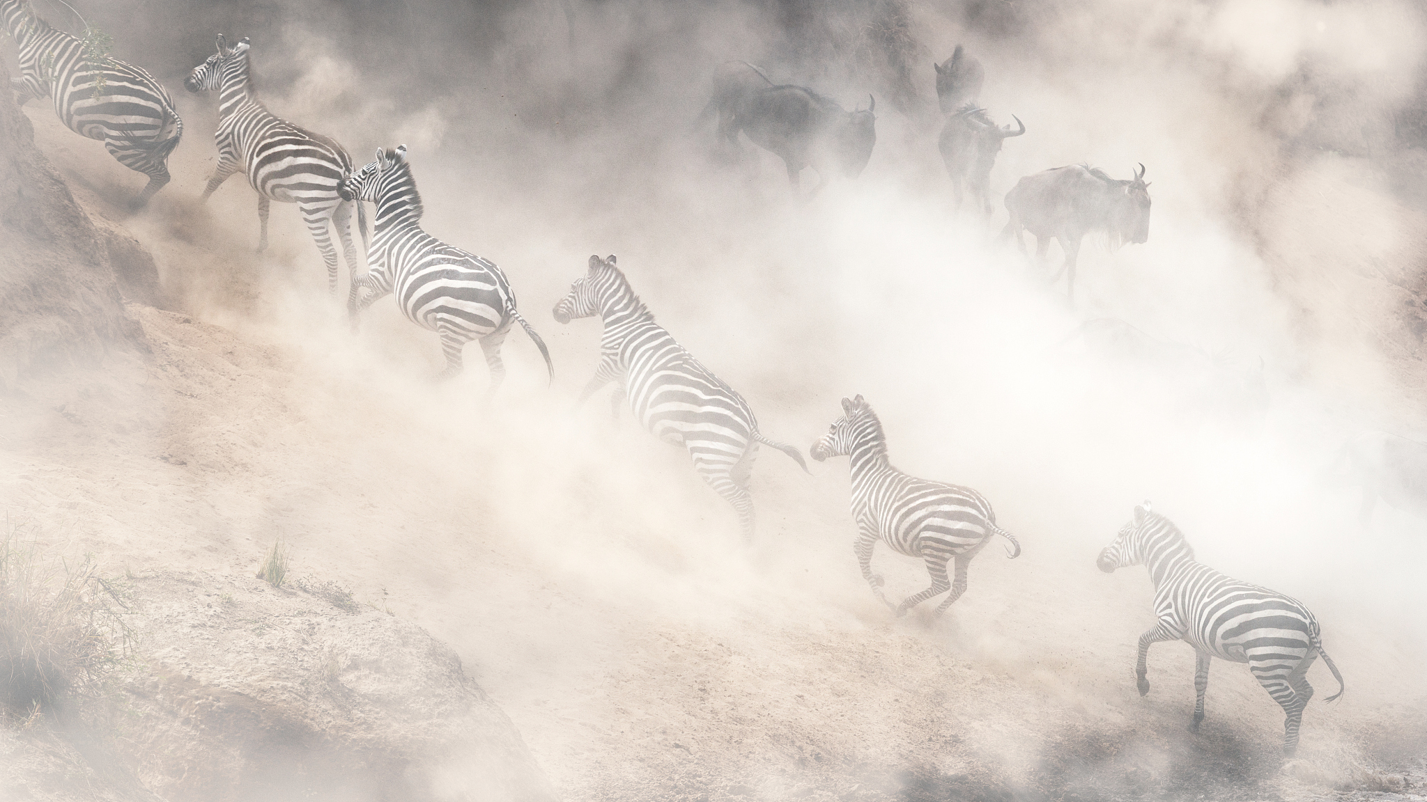 dramatic dusty great migration in kenya