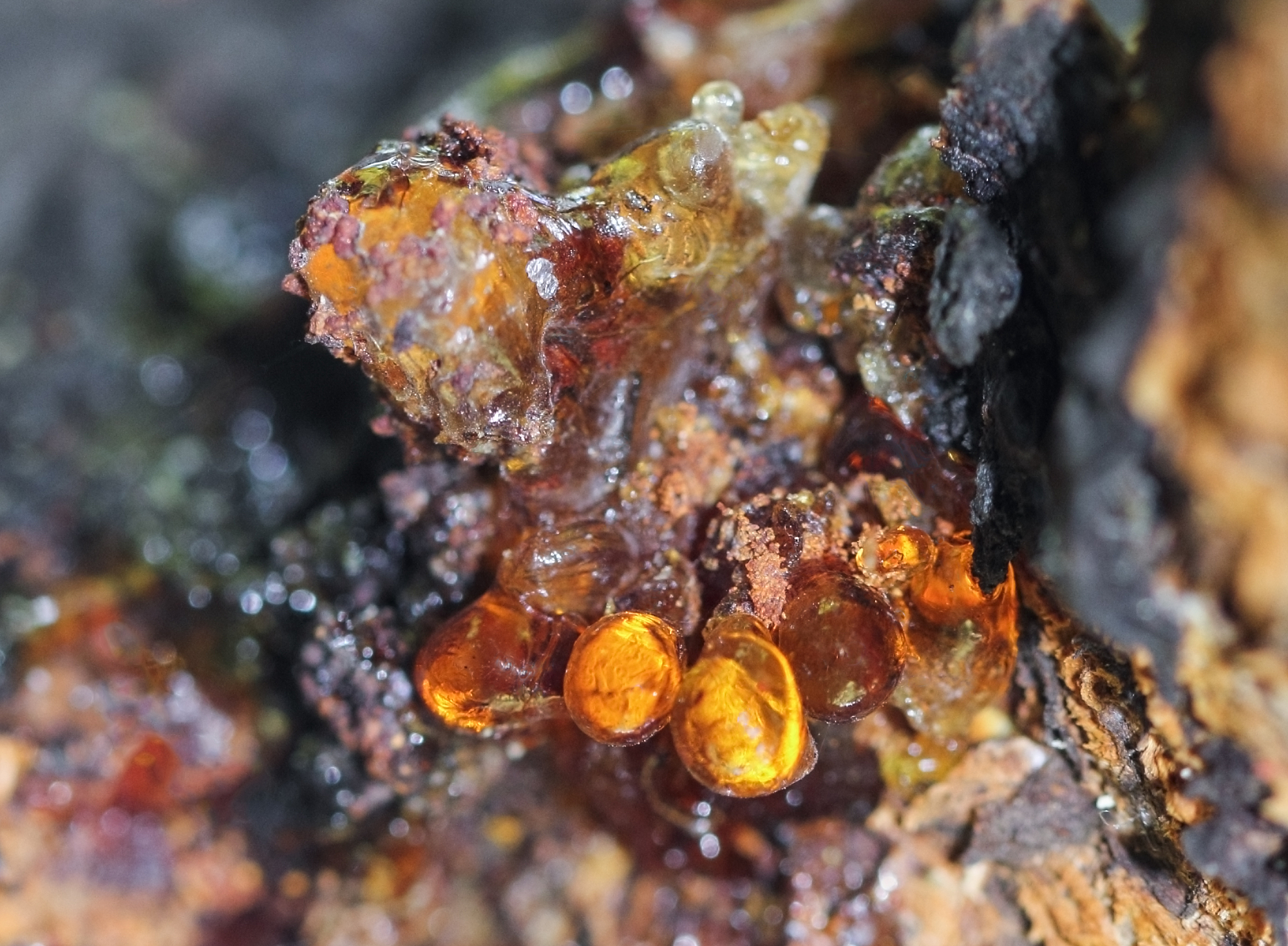 a macro close up view of yellow cherry resin on the cherry tree 