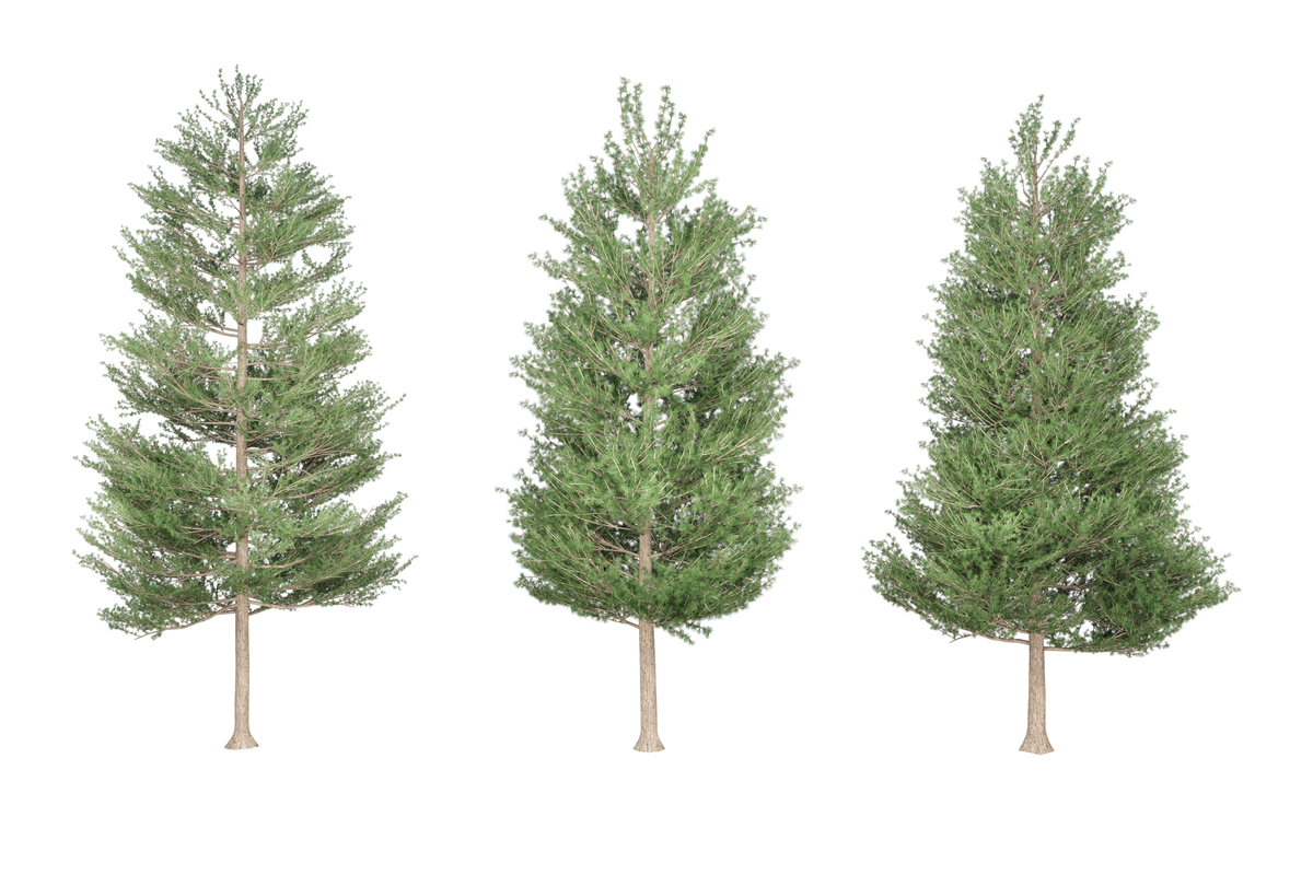 四季常青的树有哪些