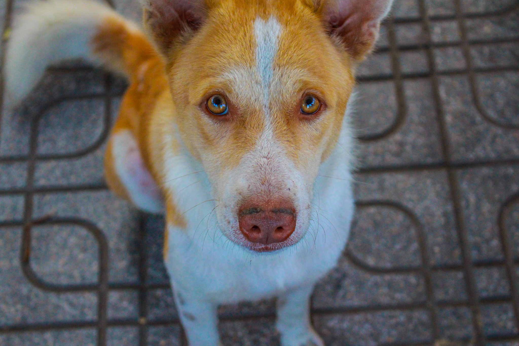 犬肌肉营养不良症预防措施