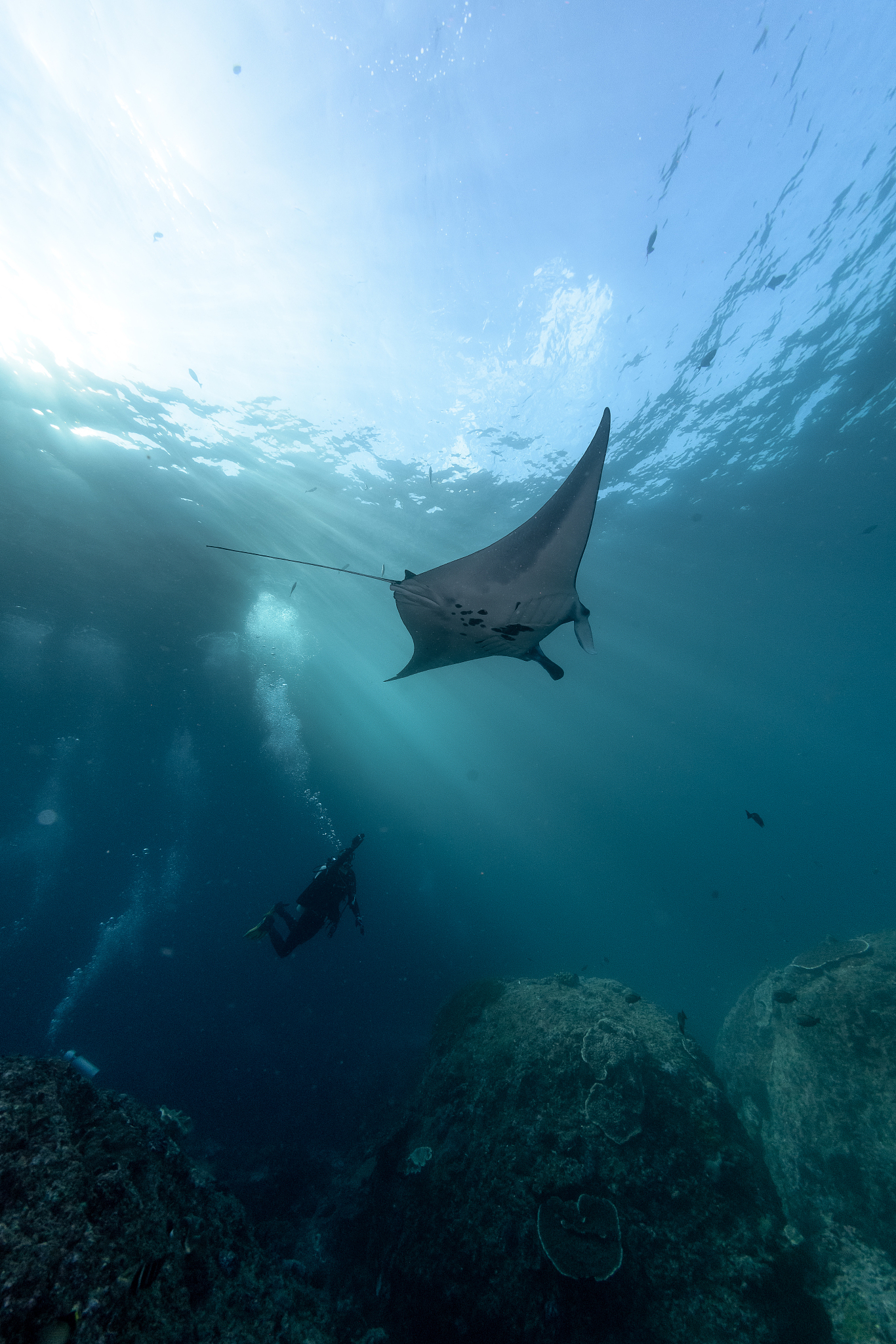 low angle view of person scuba diving in sea