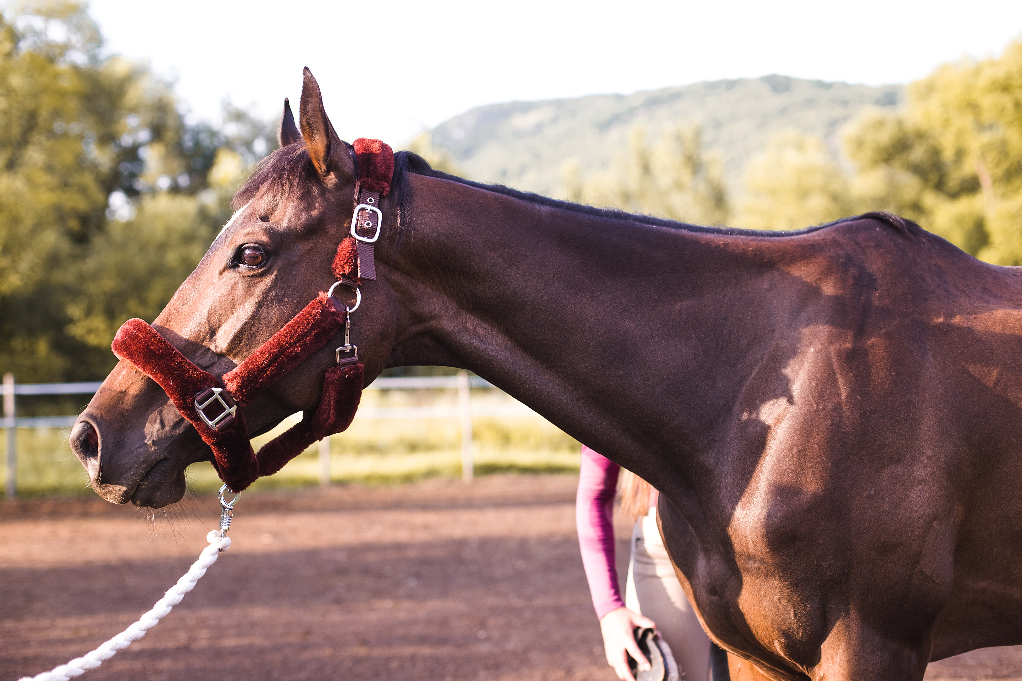 young pretty girl cleaning her horse