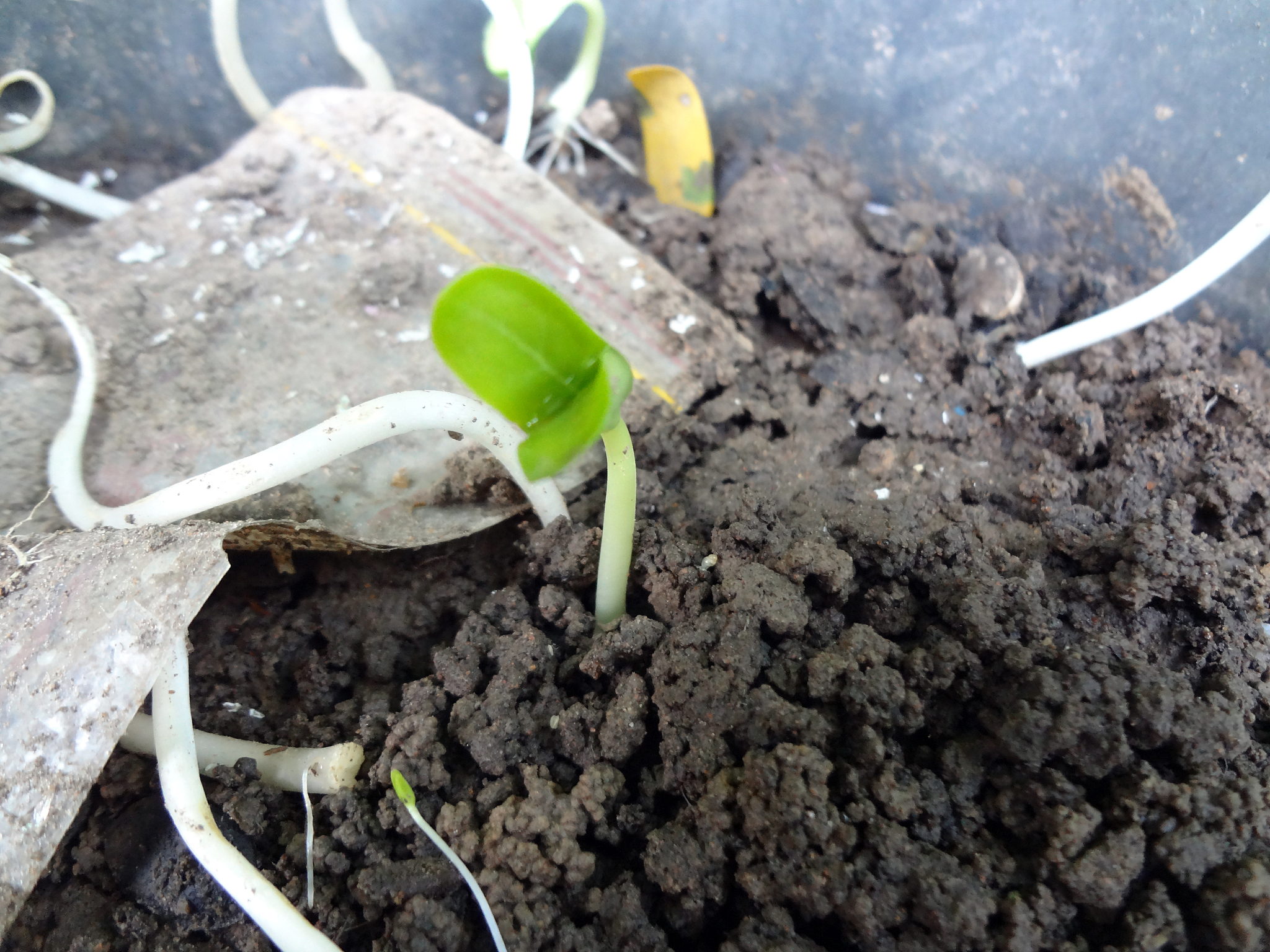 氮肥用量对种子出苗的影响：如何科学施肥提高出苗率