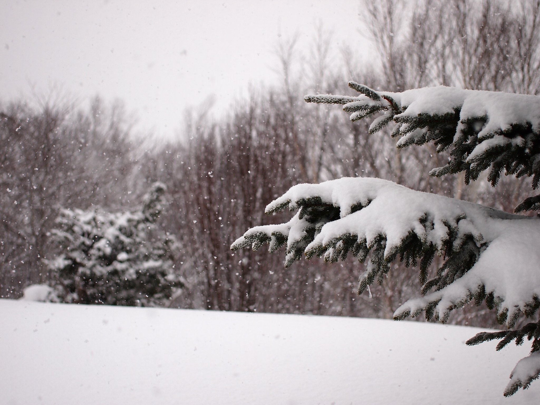 请描写一下小雪变大雪的场景