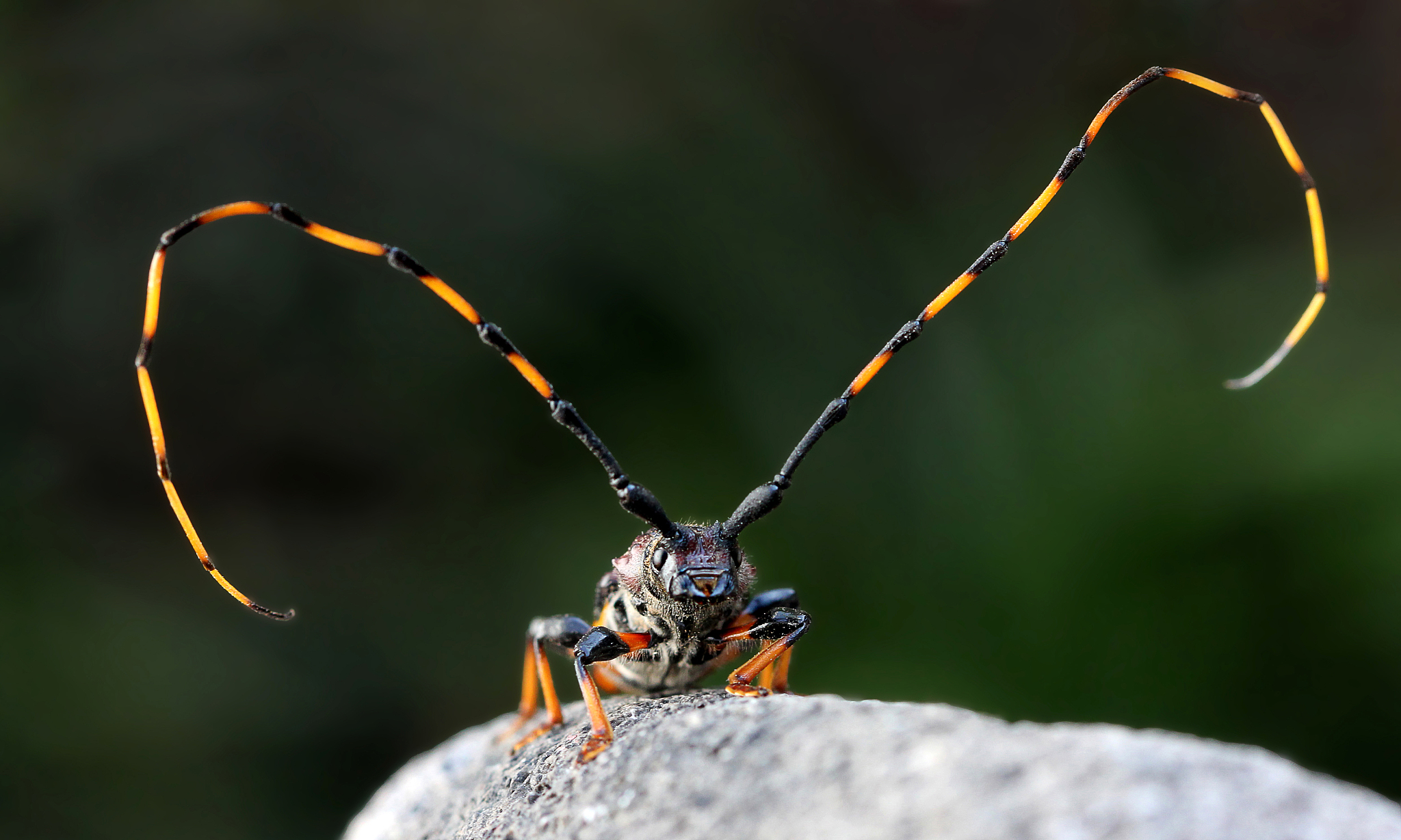 longhorn beetle (cerambycidae) on stone