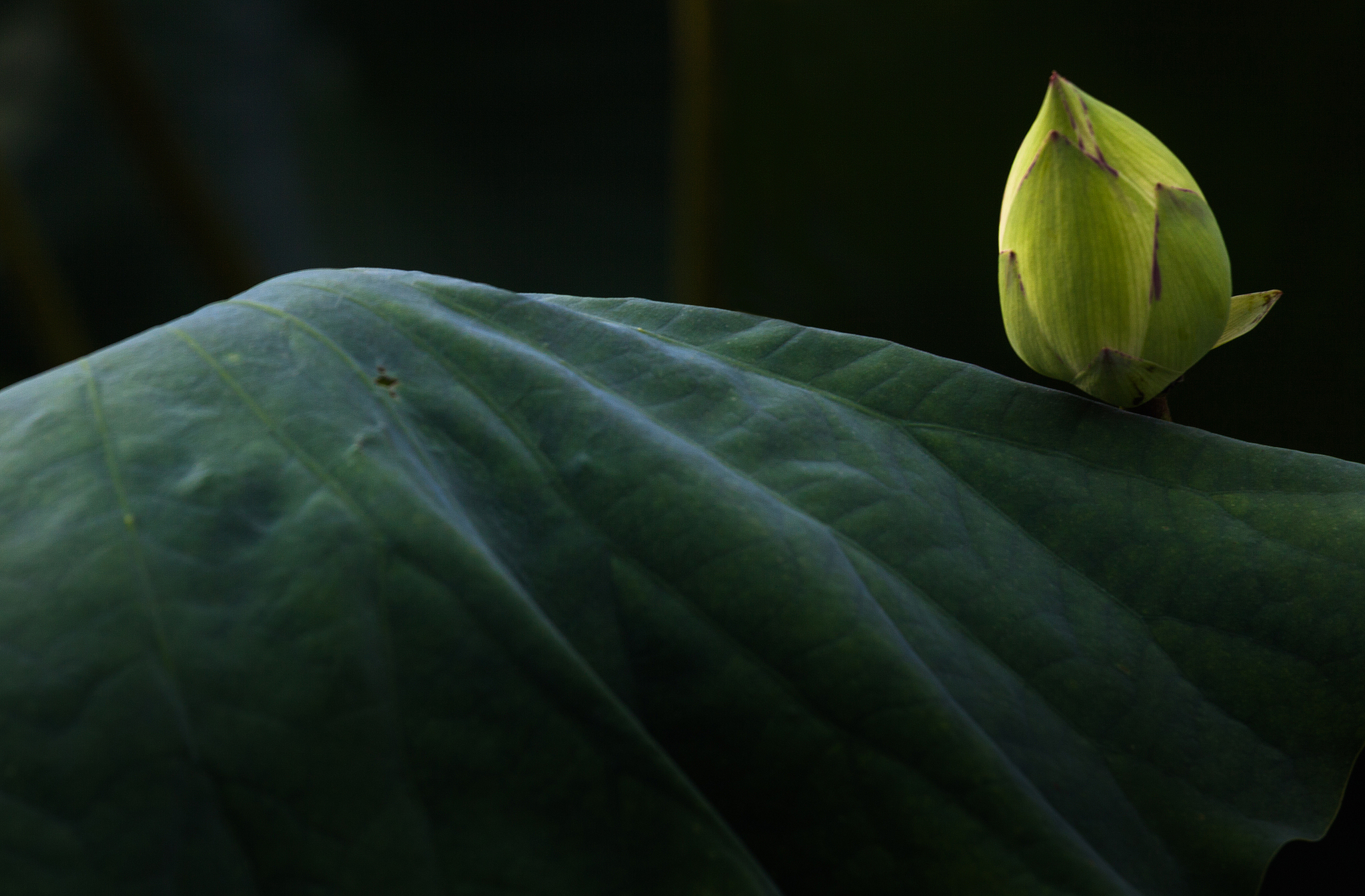 荷花定律为什么是29天