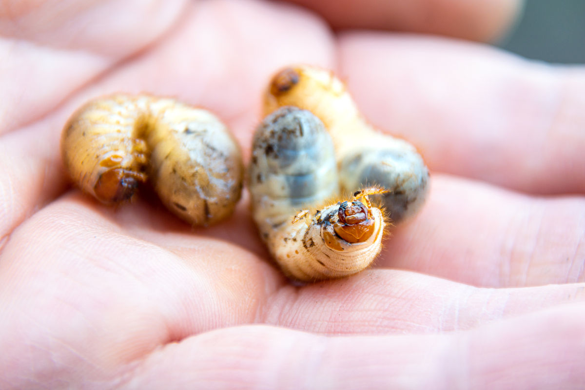 GAP认证委托人申请一种以上作物的认证如果生产期同步或相近的检查时间宜靠近收获期；如果生产期不同步或不相近的那么初次认证检查应选择在什么时间进行。