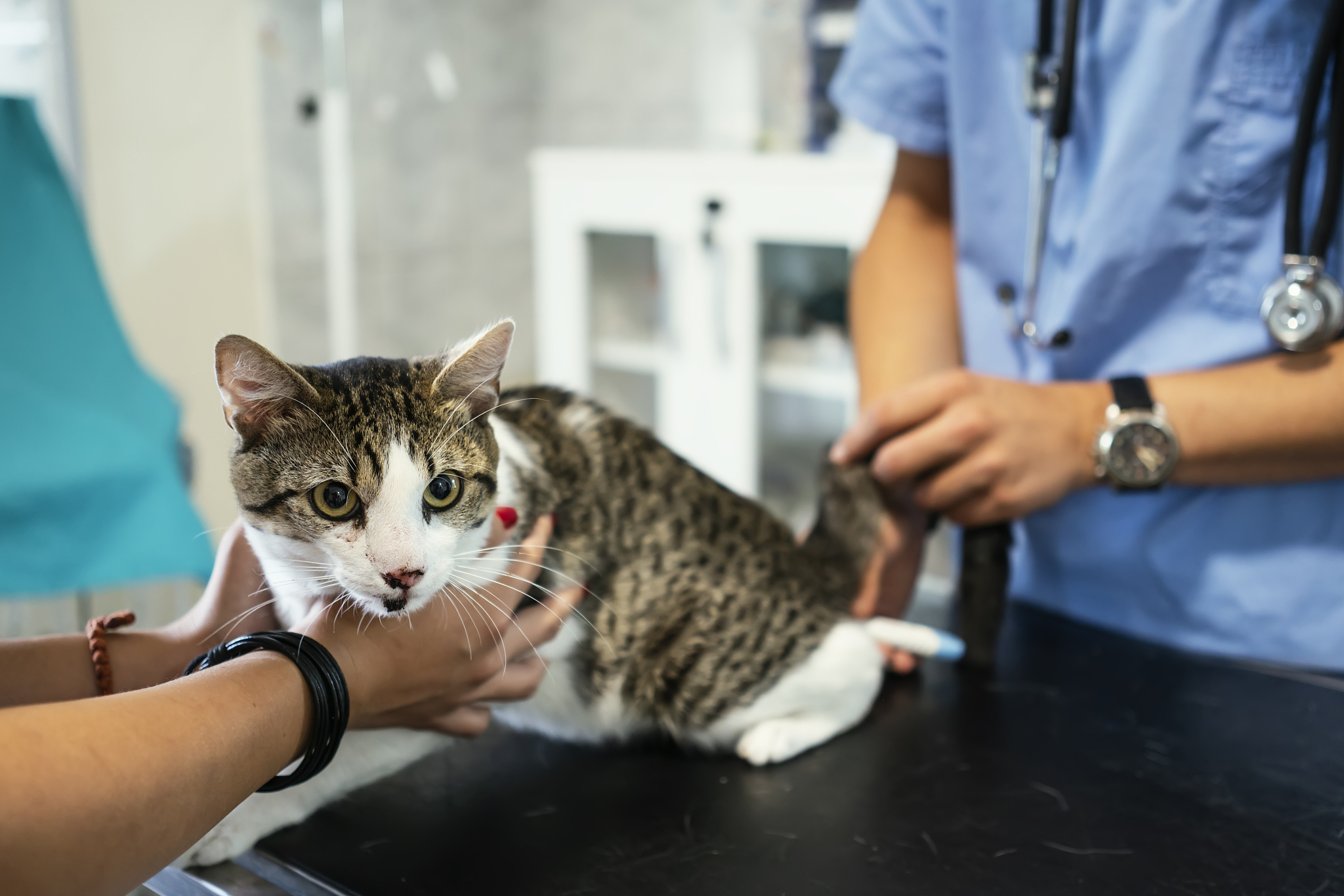 厦门学动物医学专业怎么样 好不好就业