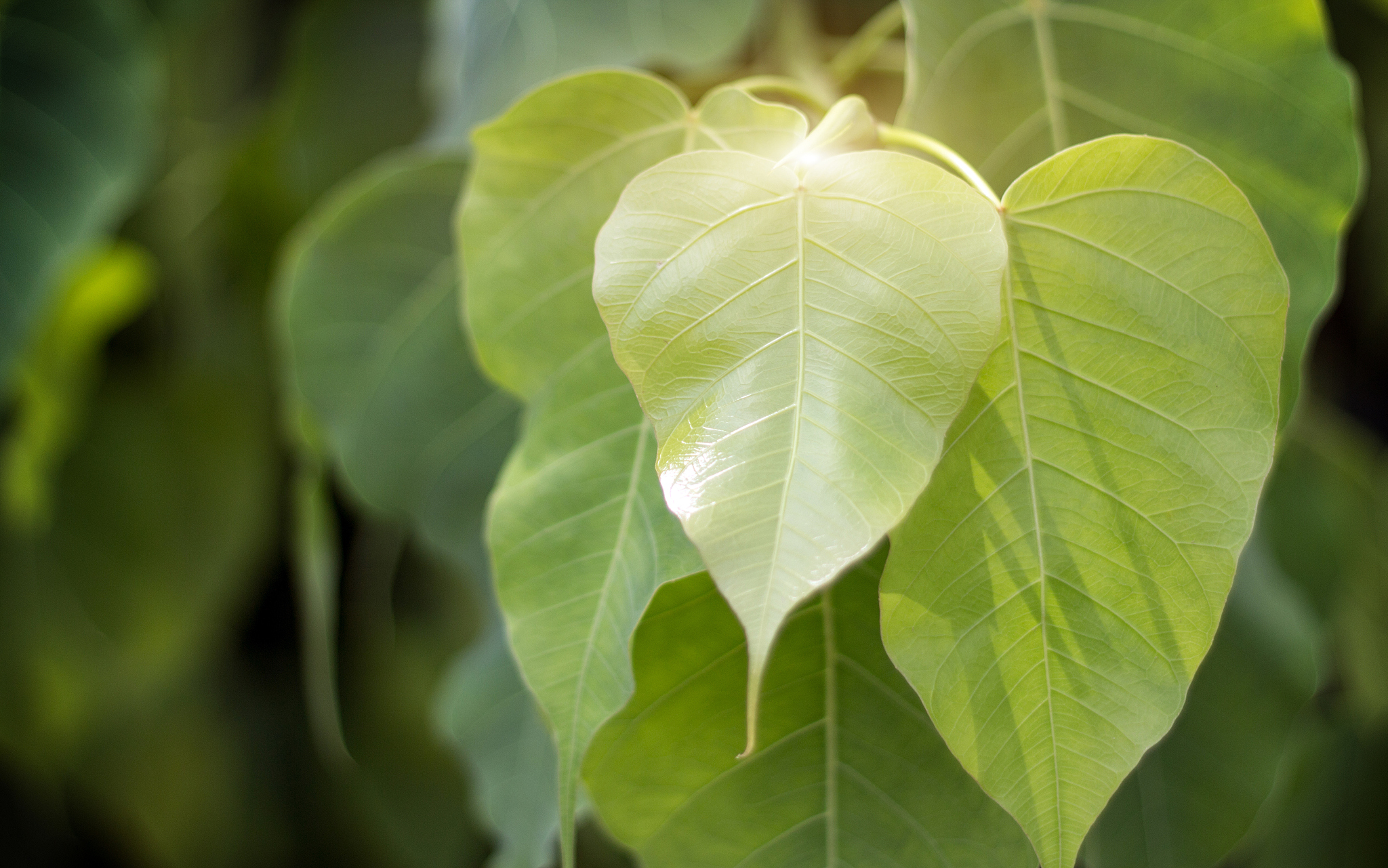 close up phoe leaf on sunny day