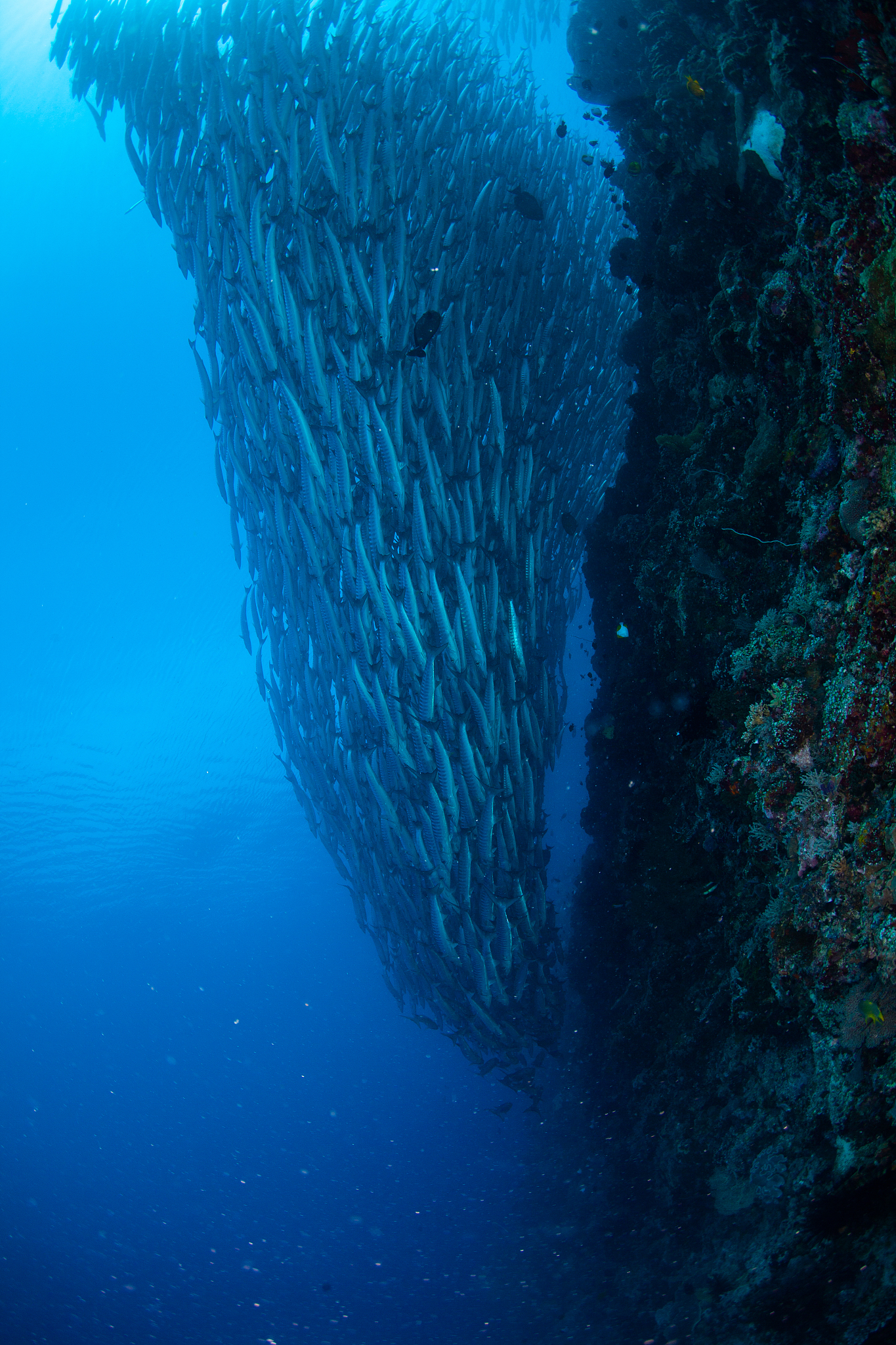 school of fish, group of tropical fish