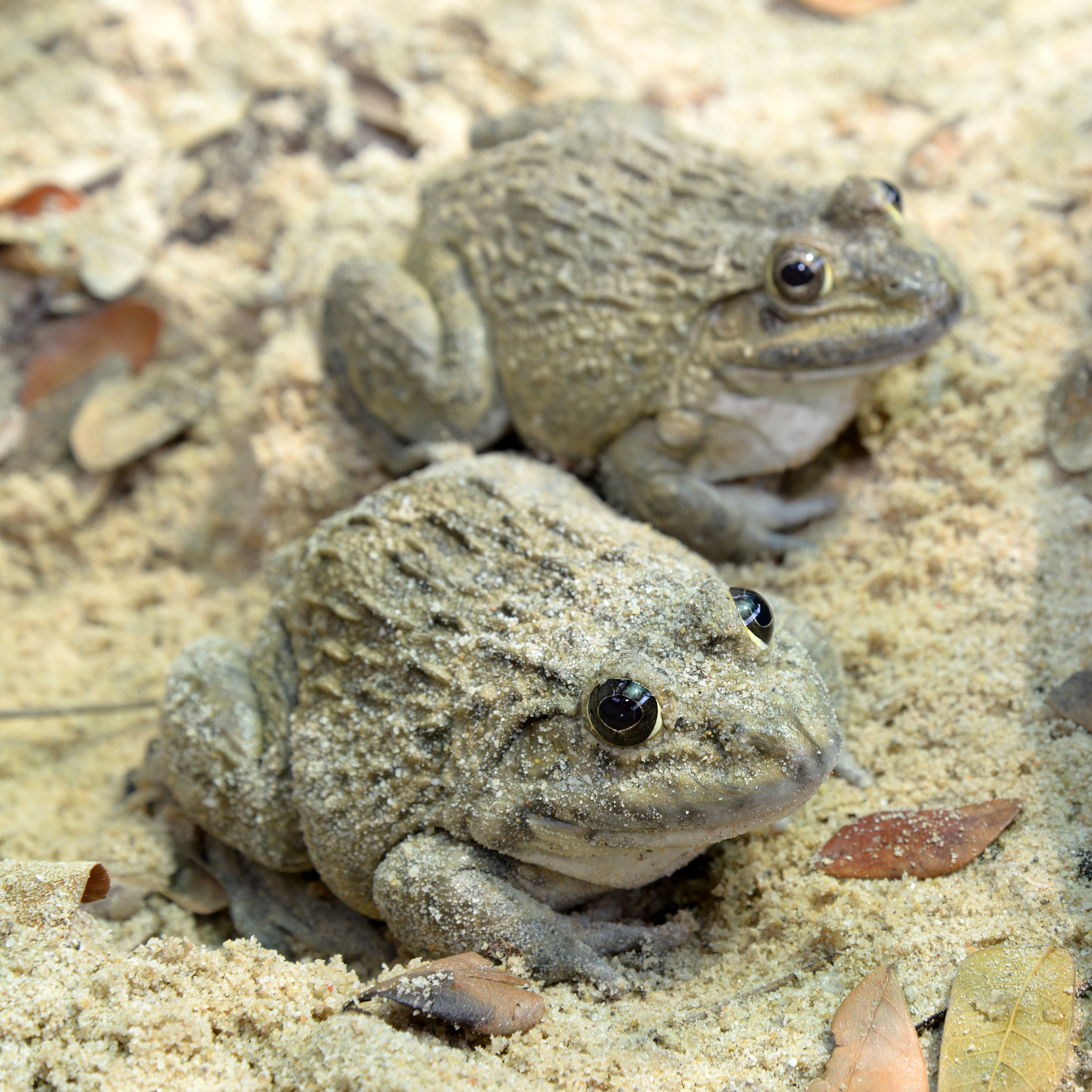 地球上最凶猛的蛙类：会膨胀身体、发出尖叫的沙漠雨蛙