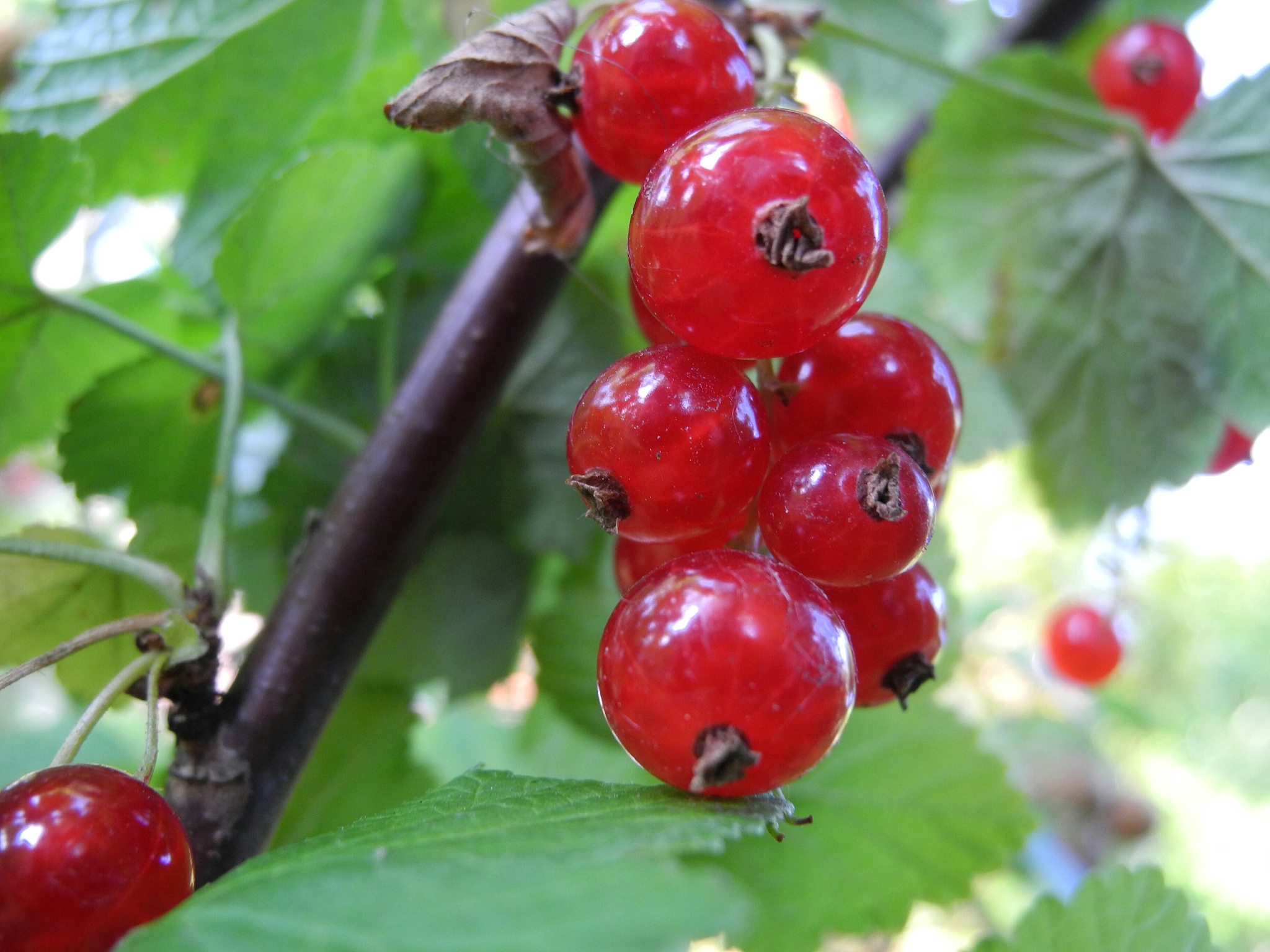 low angle view of red currants on plant