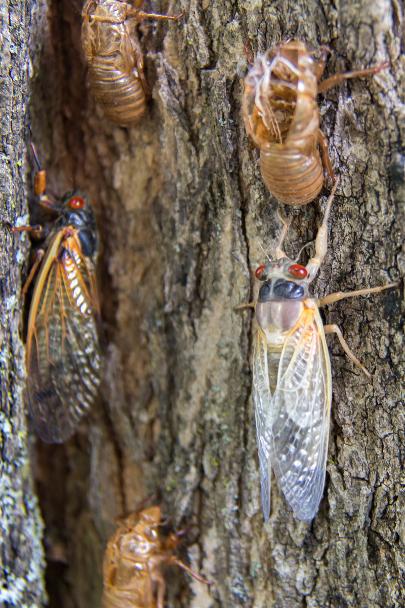 你现在是一个科普知识专家请你帮我在下文的基础上二次创作成为一个丰富、有信息量、有编辑思路、有独创性的新文章在尽量保留原文的情况下加入精彩的解说点评：地下休眠17年天空展翅17天金蝉脱壳难得知了声声难入眠。今天我将带你了解一下最懂数学的金蝉。今天我要给你们讲讲蝉的奇妙生活。你知道吗蝉的生命中有99的时间都是在地下度过的。当你在夏天听到知了不断鸣叫时那意味着它们即将度过它们最后的时光了。全世界有超过两