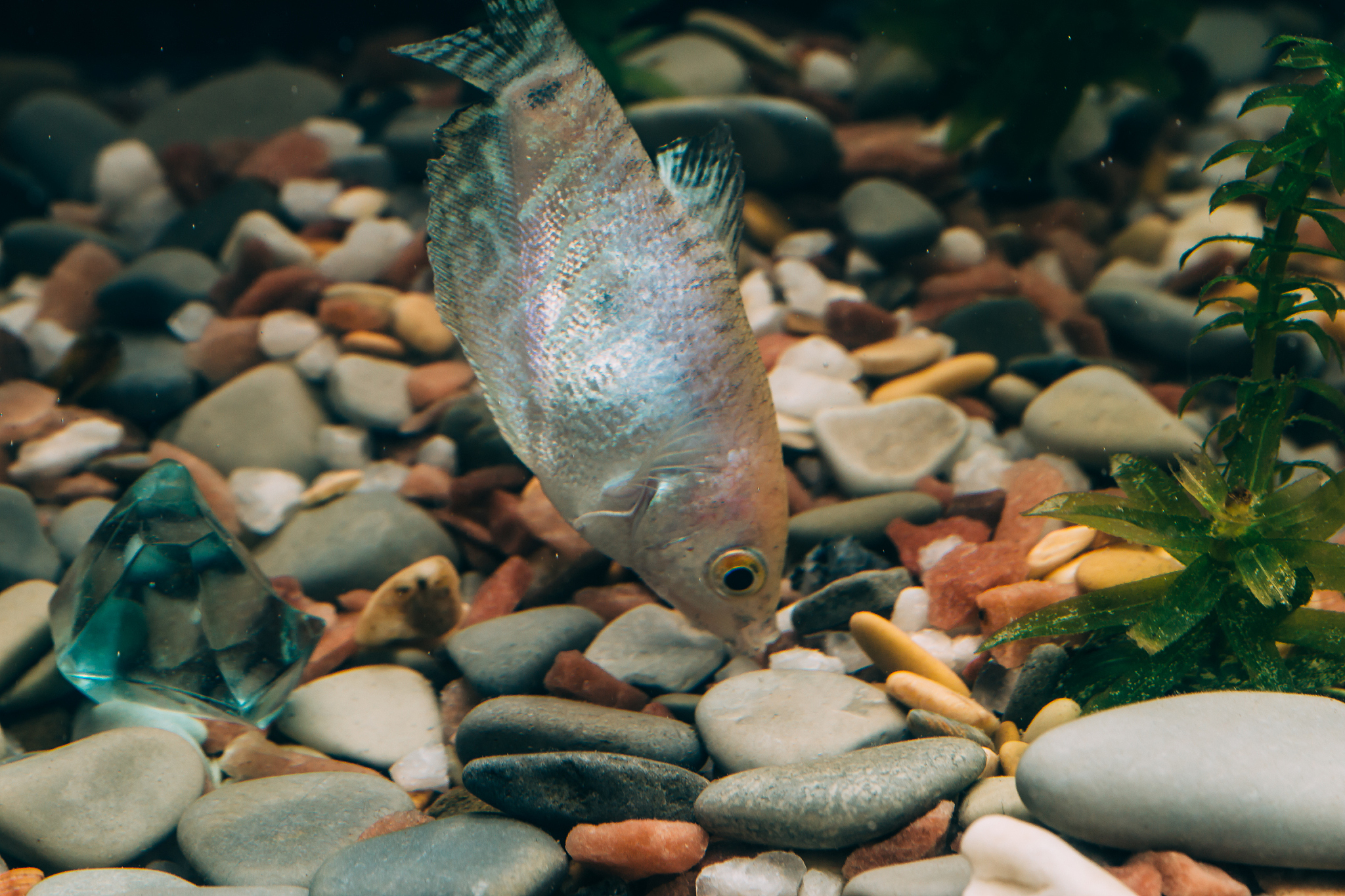 fish in aquarium, underwater macro shot