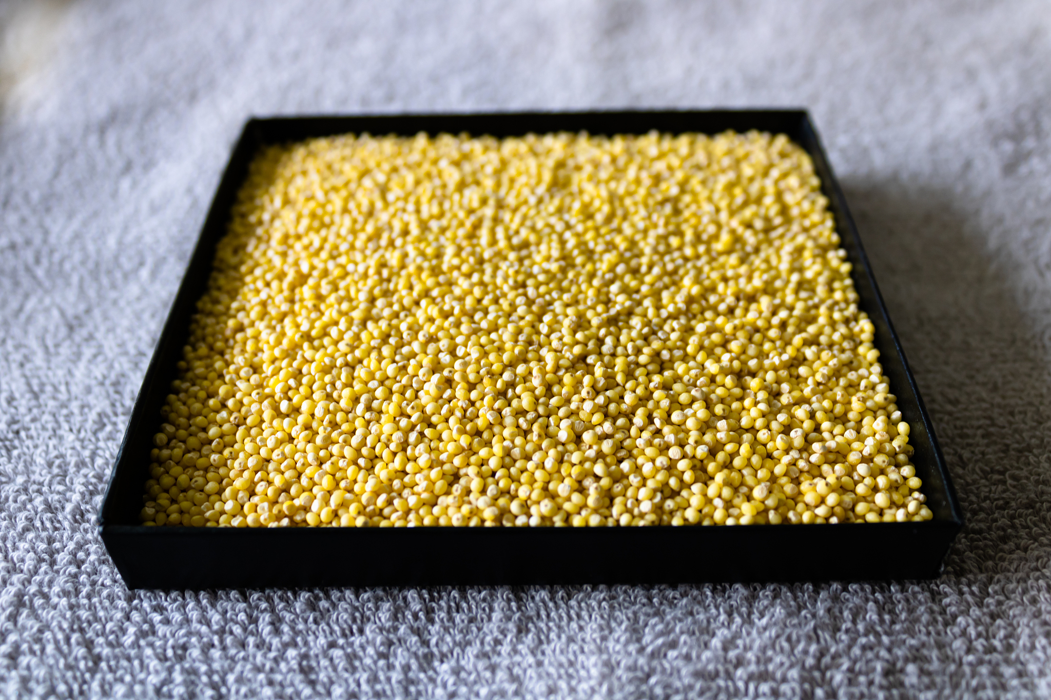 raw millet in a black square background