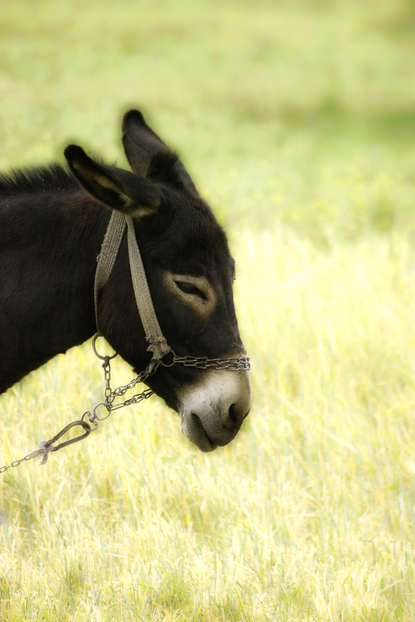 donkey