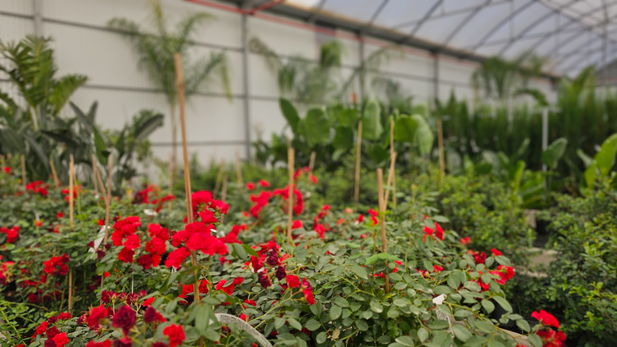 选择重庆职业学校商品花卉专业怎么样？