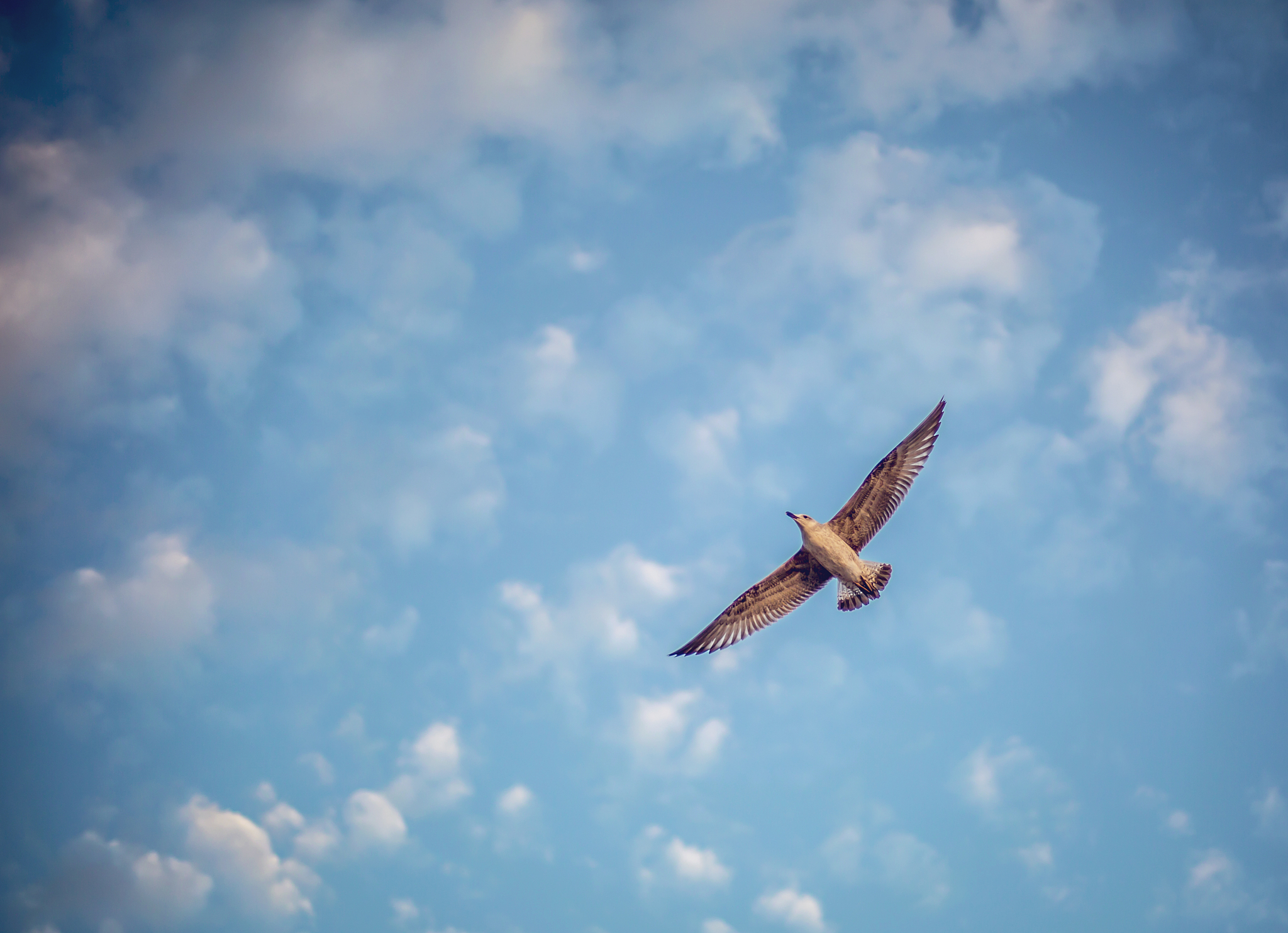 接着这句话写 好喜欢像鸟一样