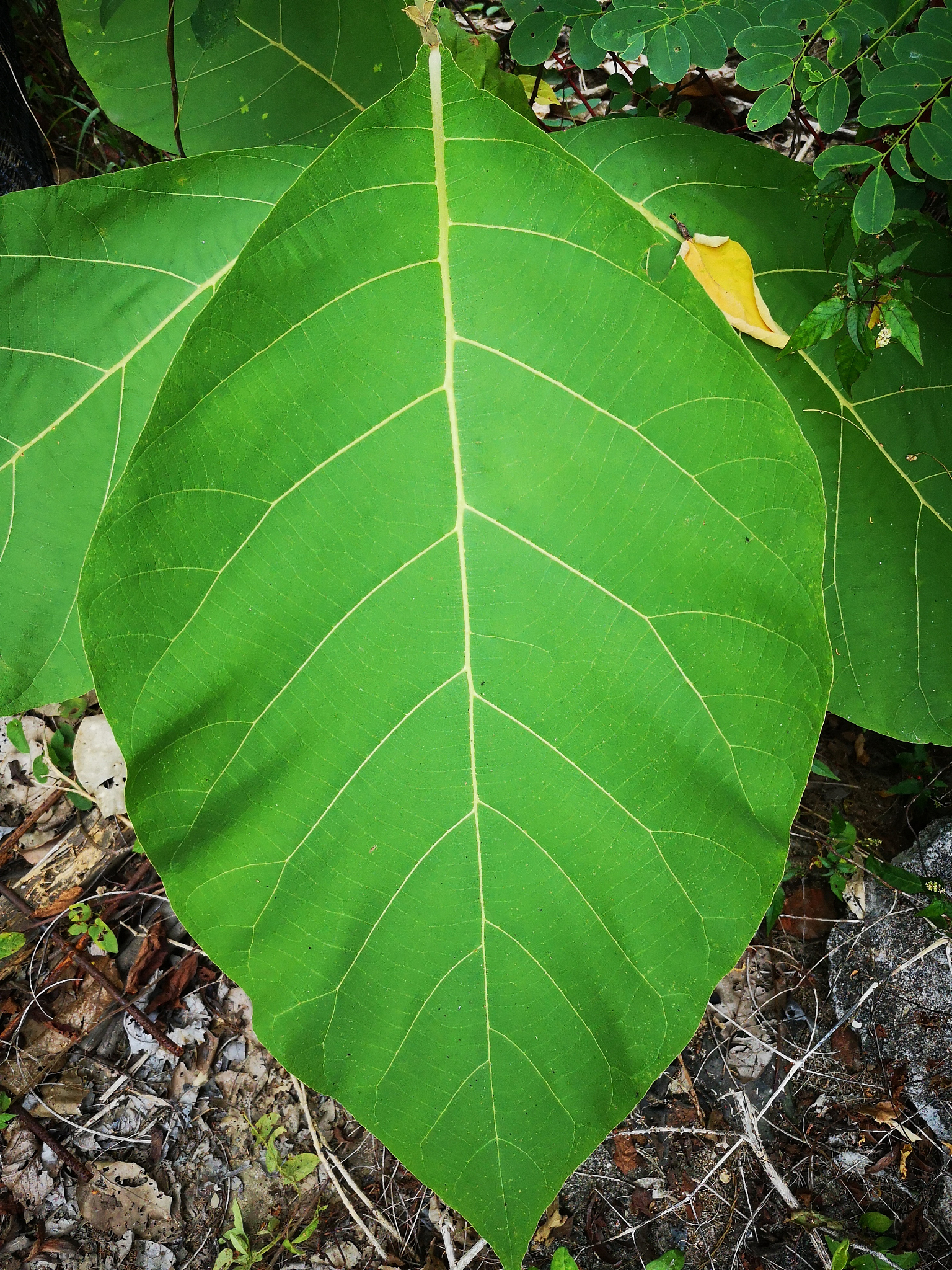 high angle view of leaves on field