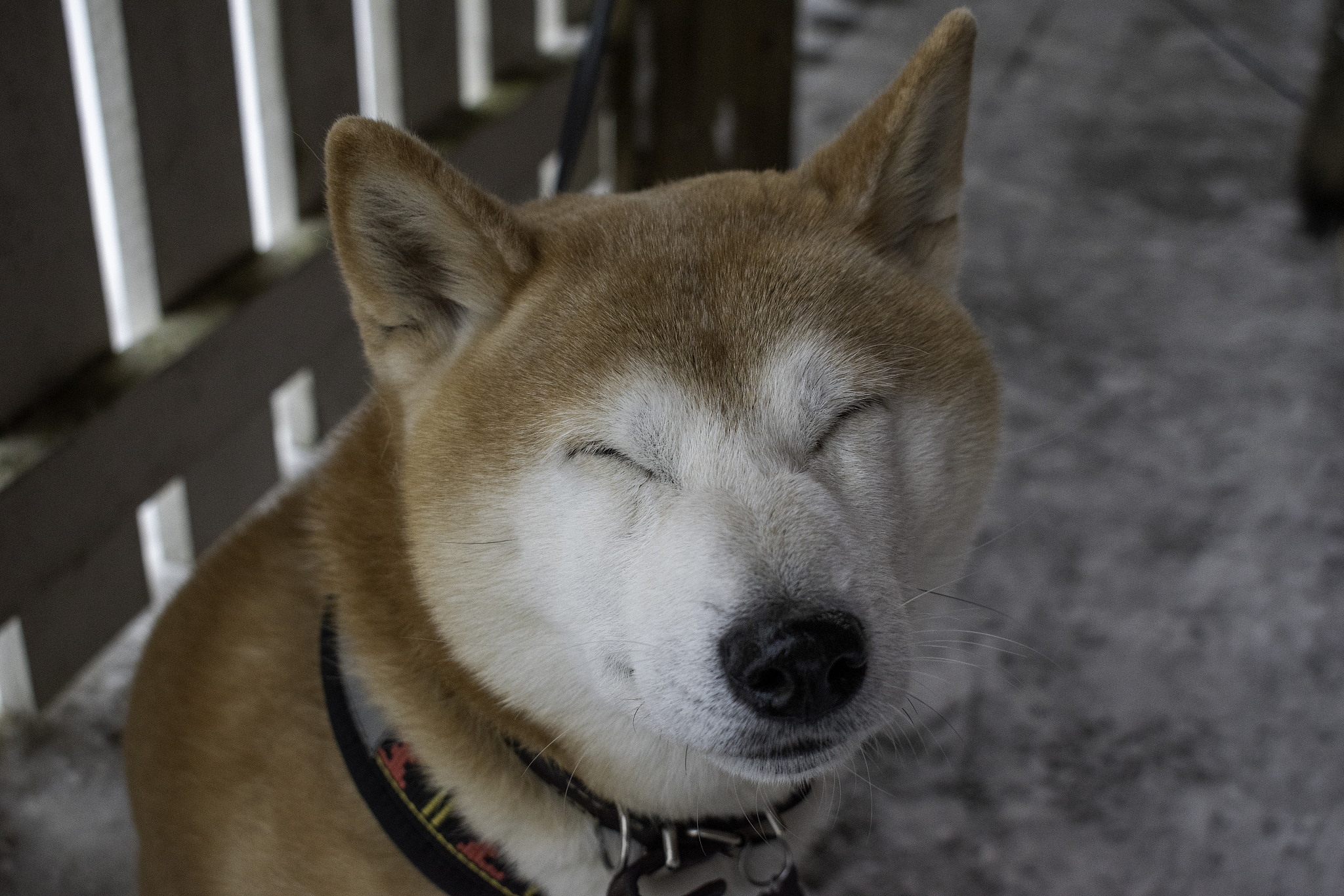 狗头是什么意思