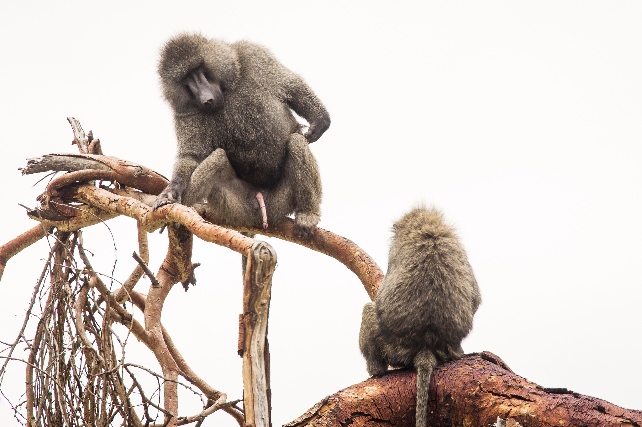 baboons monkey siting on branch during safari in national park o