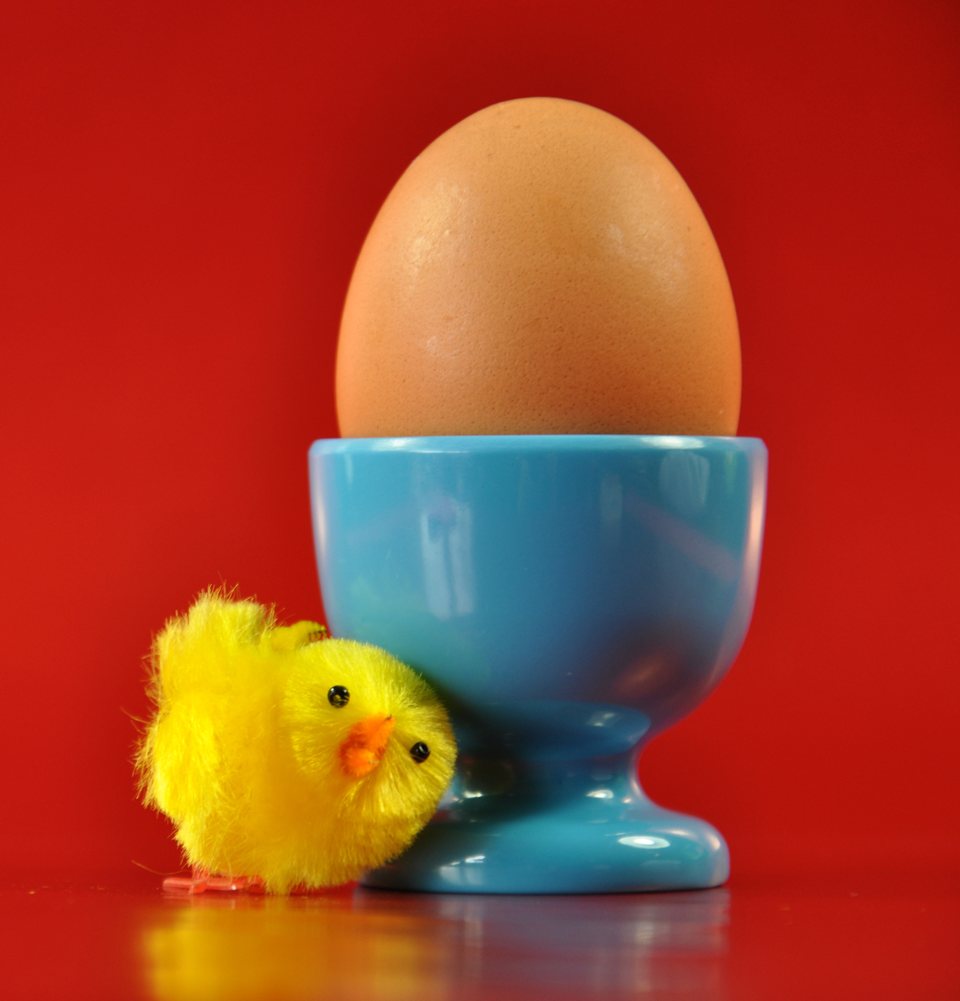 如何成功孵蛋：從選蛋到孵化完成的完整指南