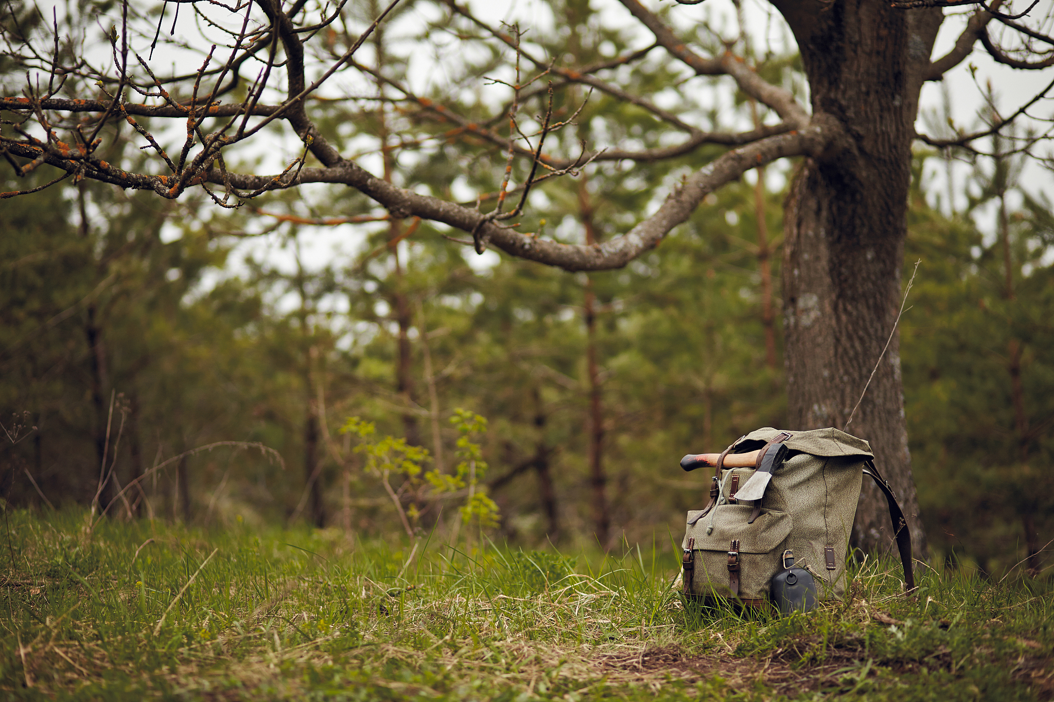 树上生活：一种独特而有价值的生活方式