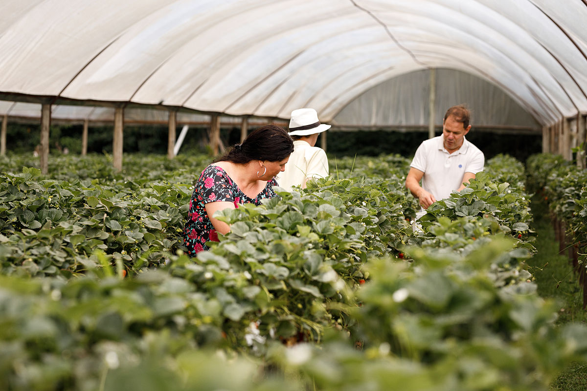 石泉职业教育中心蚕桑养殖专业：助力当地农业发展