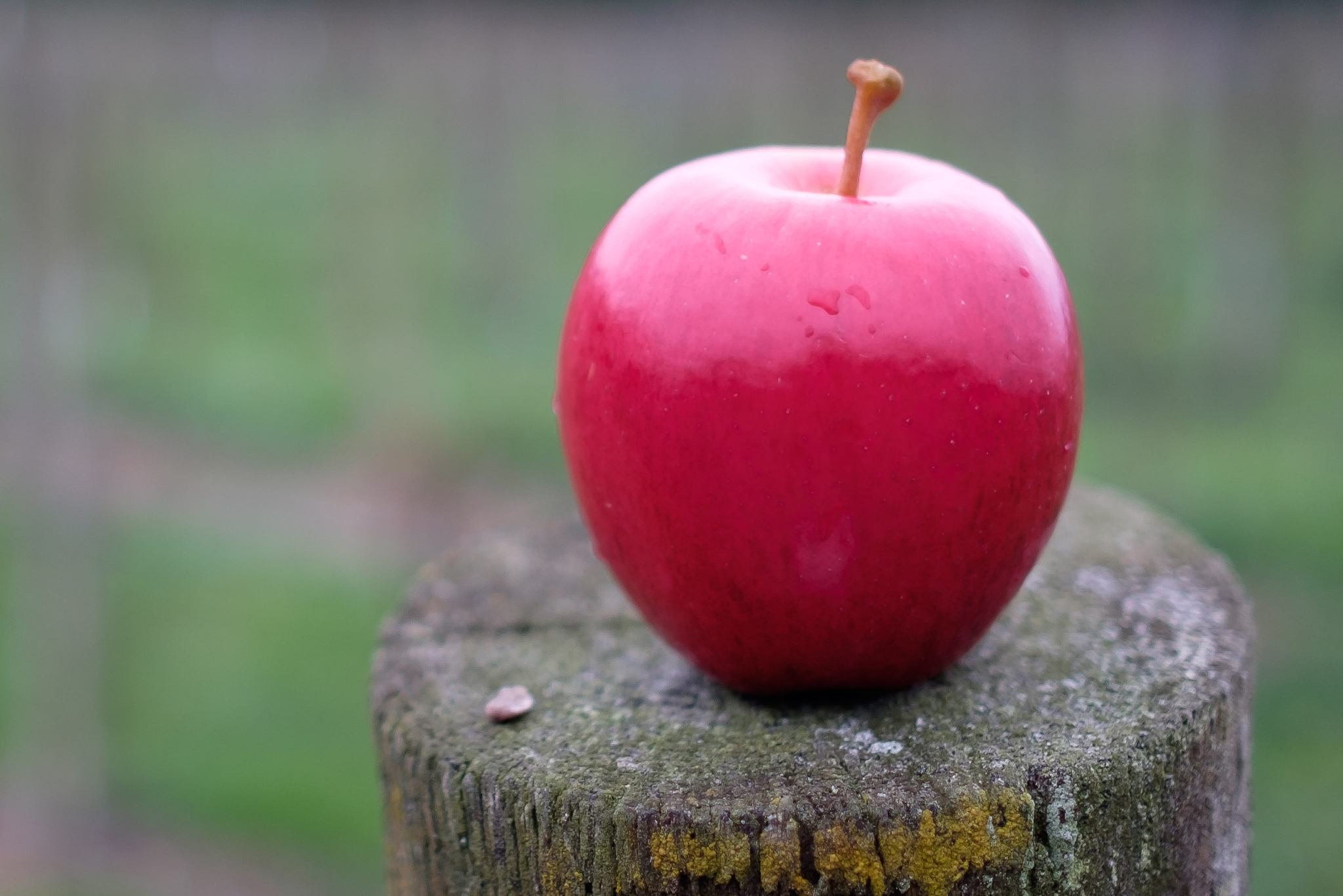 a simple red apple