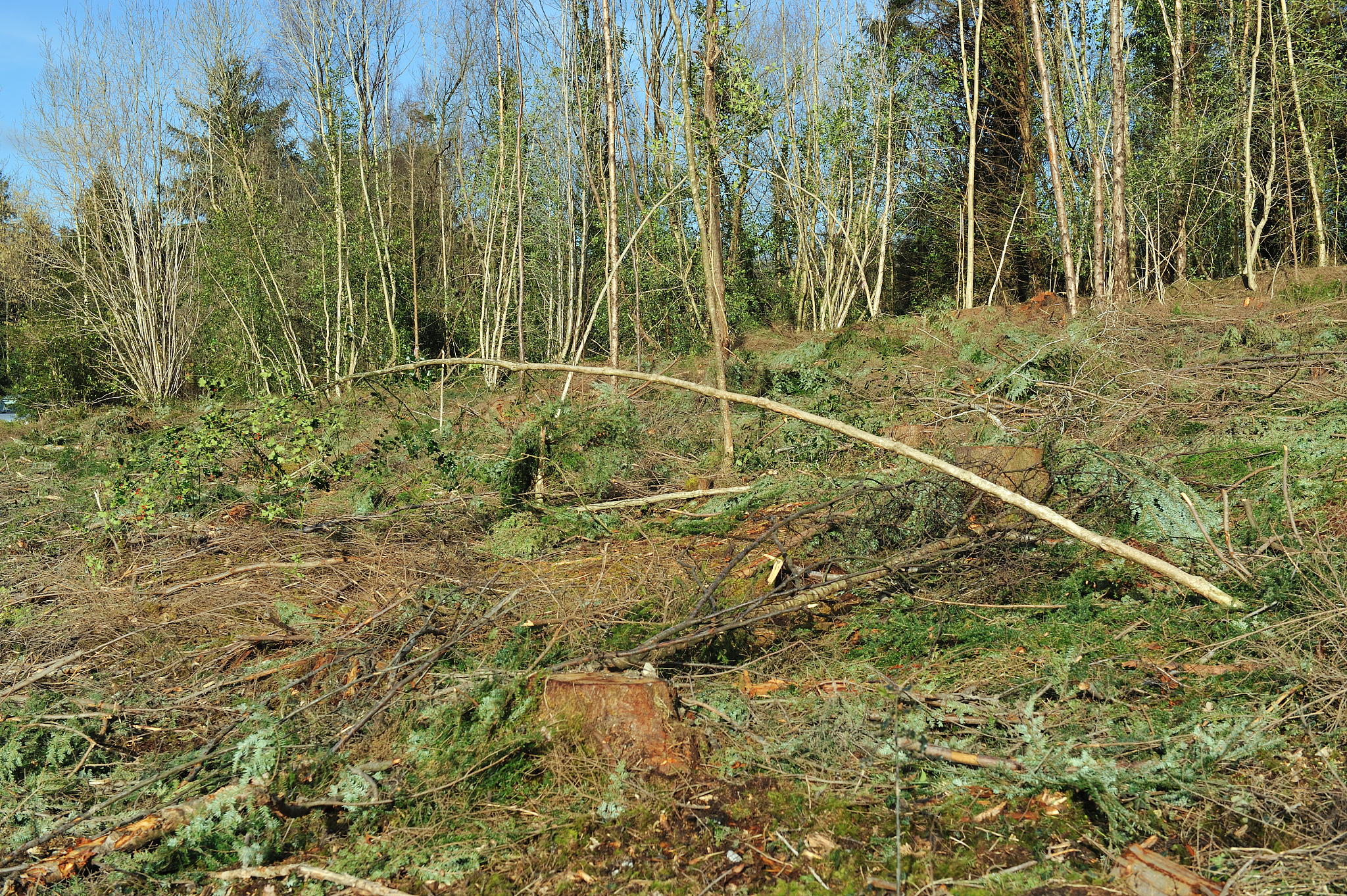 桉树种植的危害：生态、环境、经济多方面影响