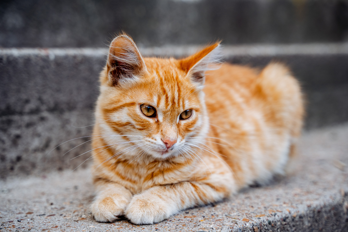 猫咪嘴巴周围白毛泛黄是因为什么