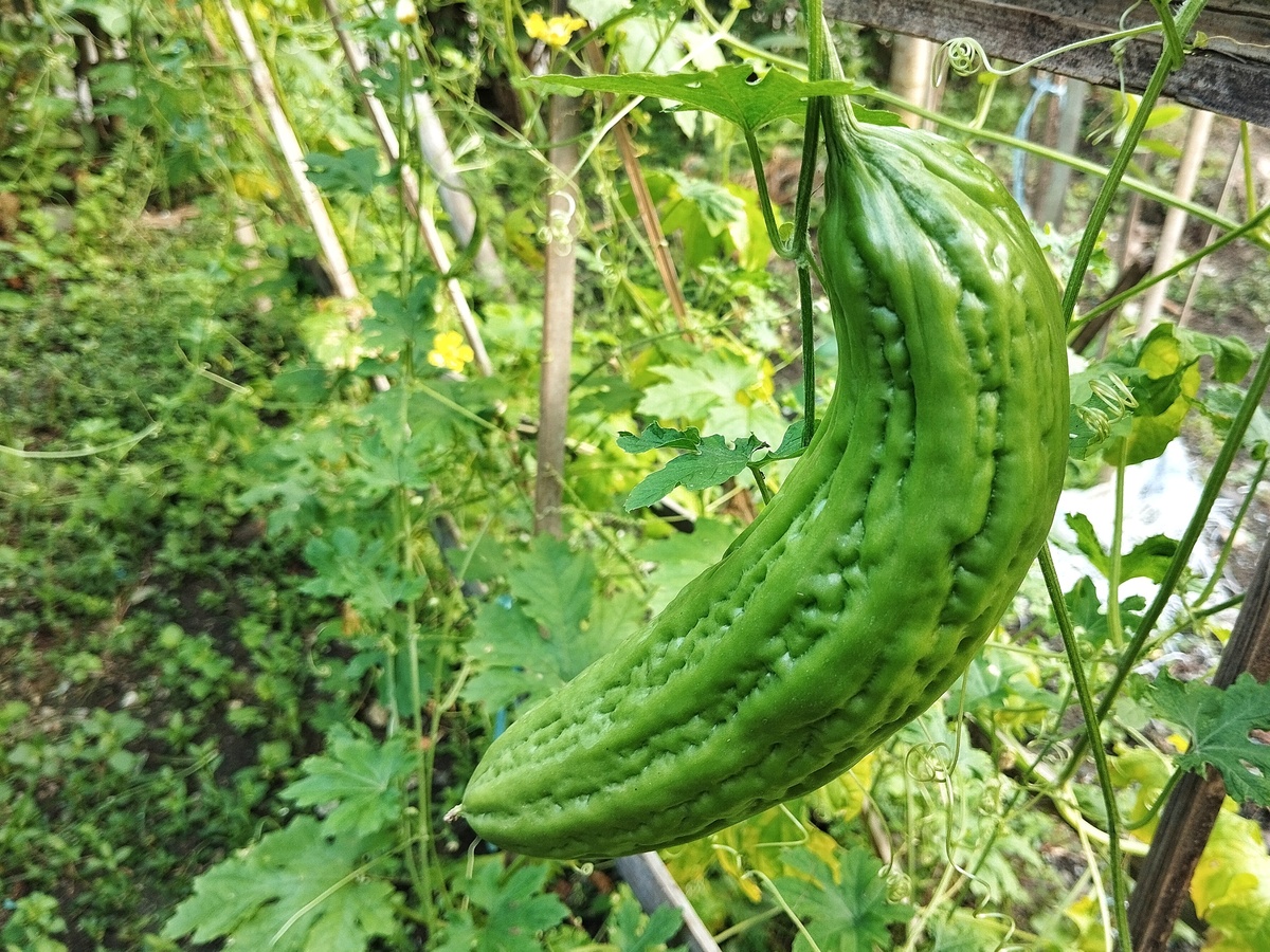 吊瓜的功效与作用禁忌