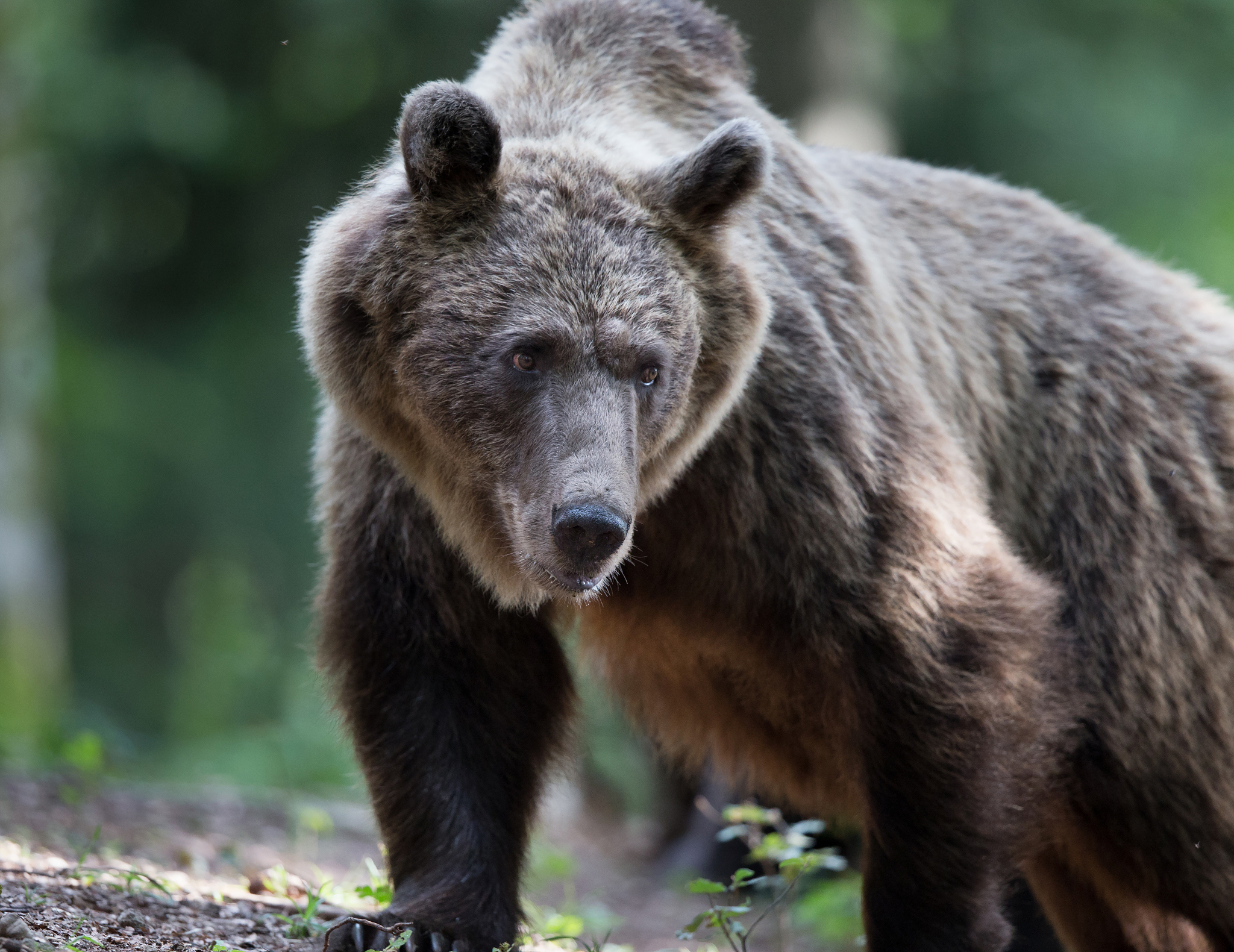 森林里有哪些动物