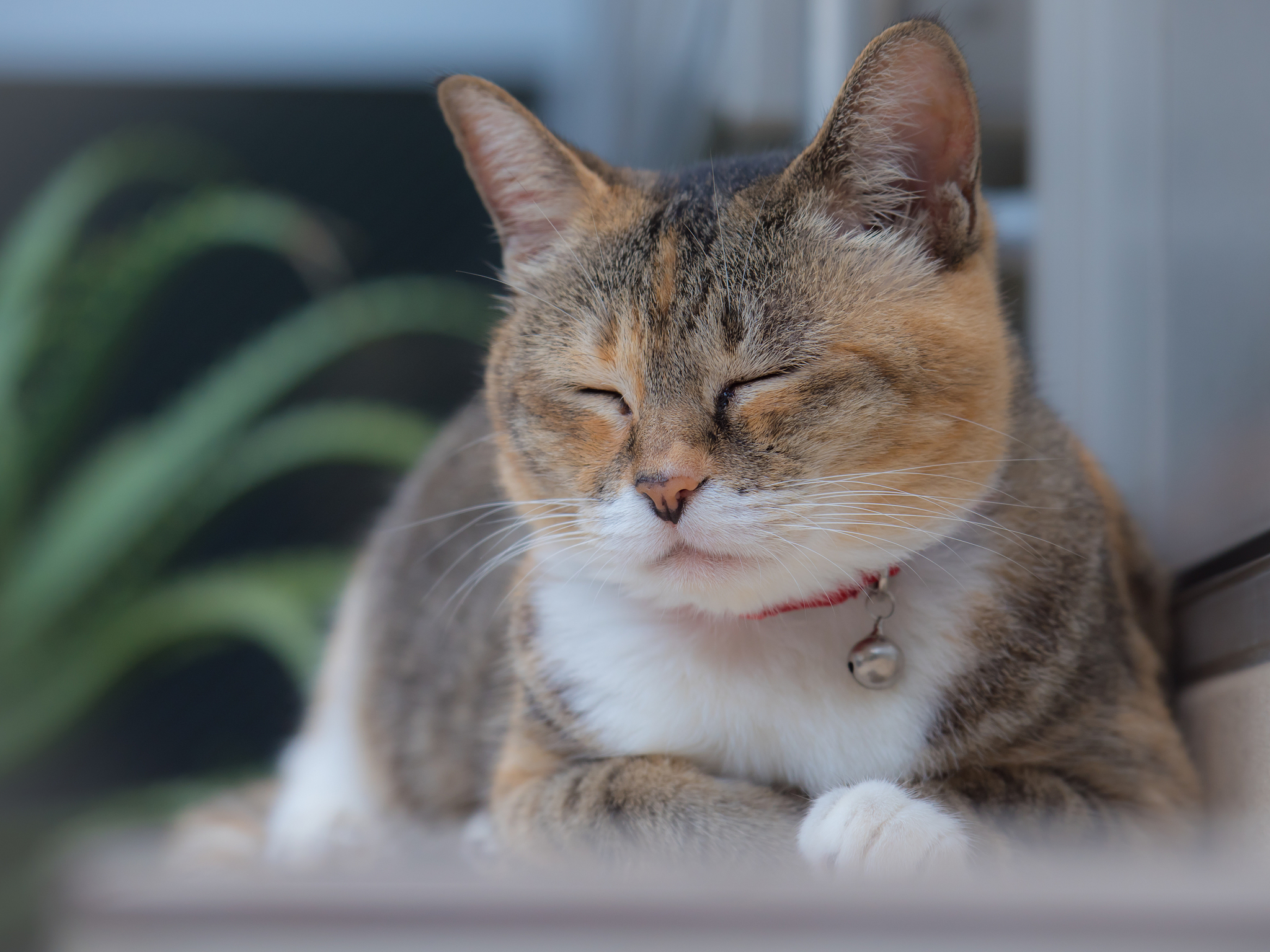 猫：可爱的宠物，神秘的生物