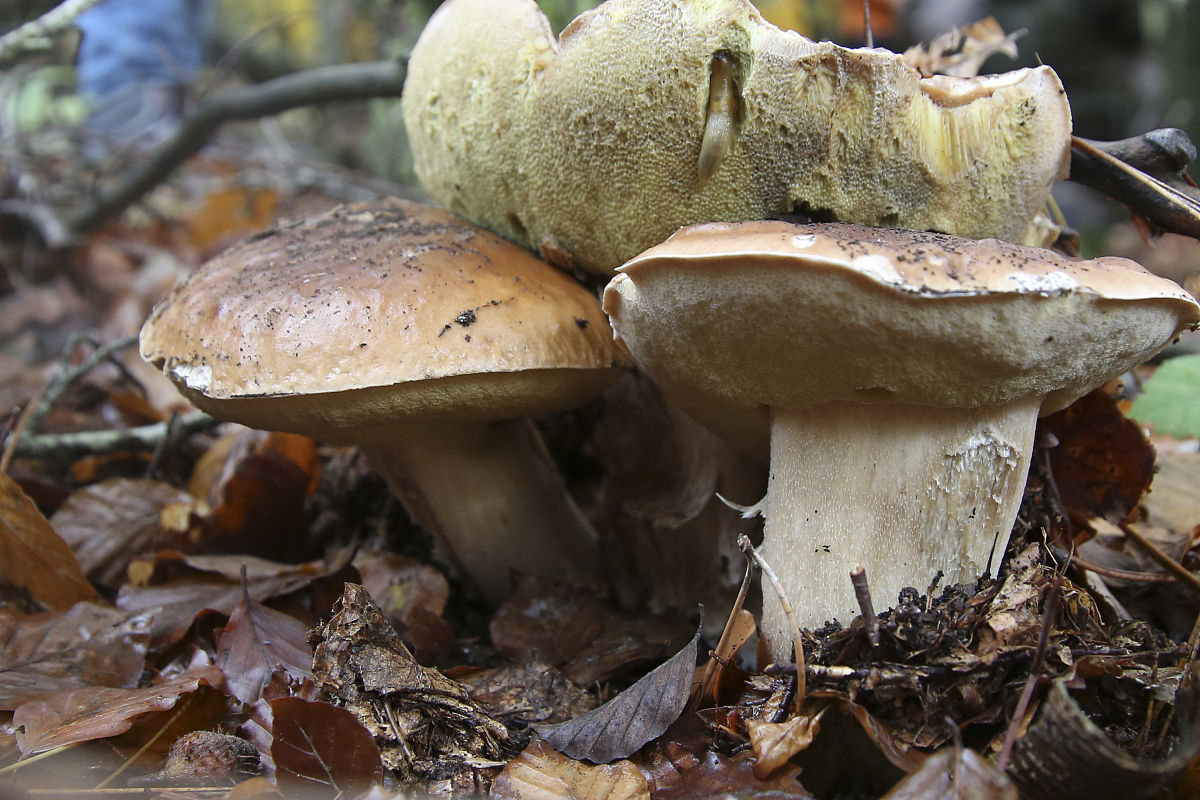 菌菇中毒：症状、类型、预防和急救措施