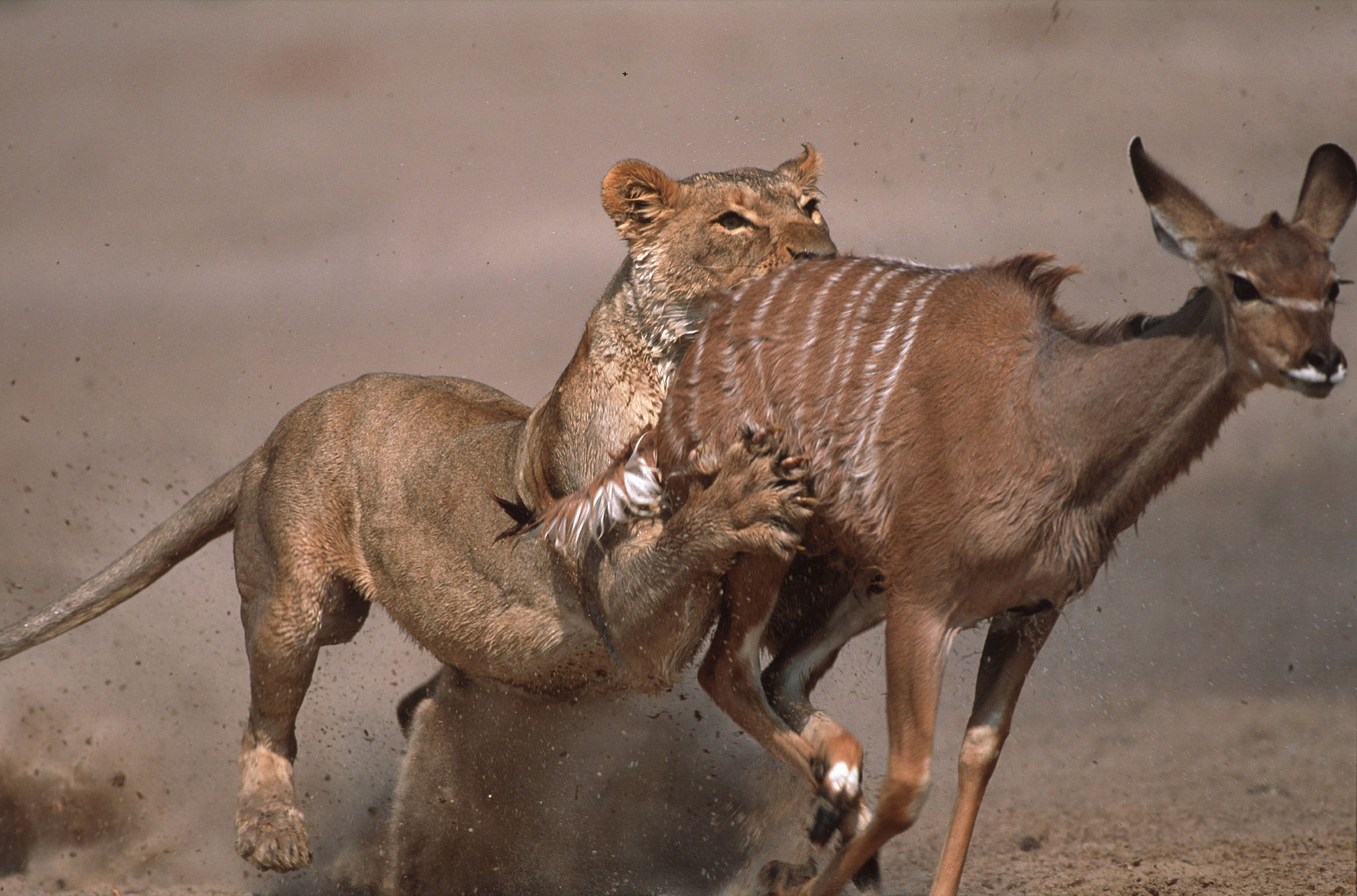 酷似麒麟的瑞兽中华鬣羚现身