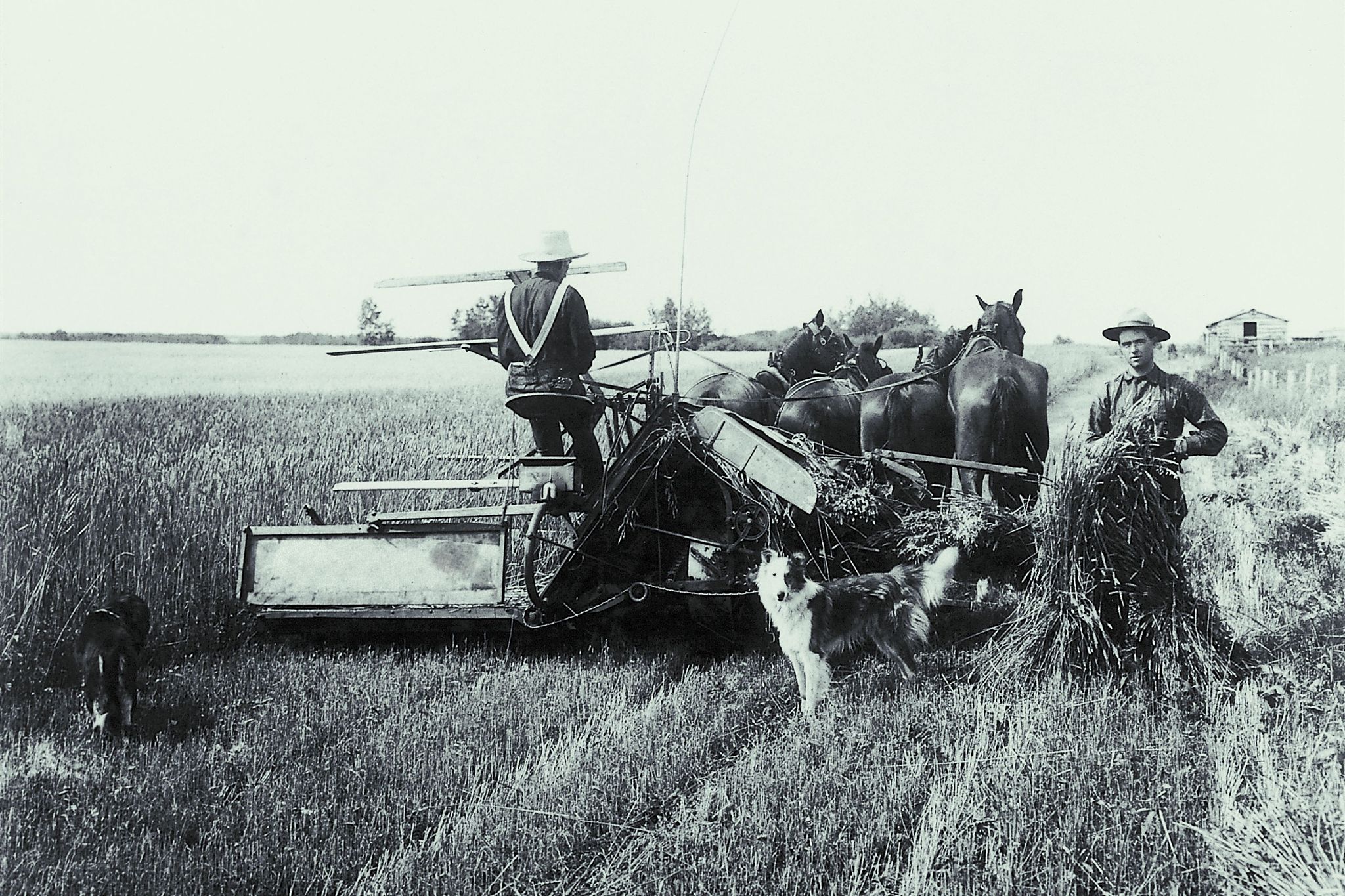 1200字关于历史上的经济：从农业社会到工业化的演变