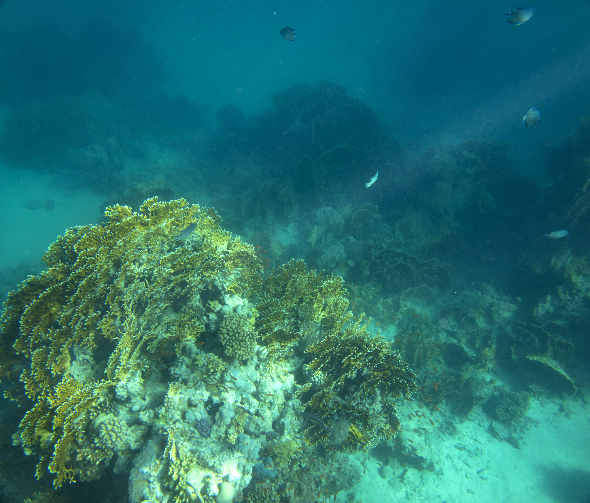 这个孤岛位于南太平洋中心距离最近的大陆数百公里之遥。这是一个没有人类居